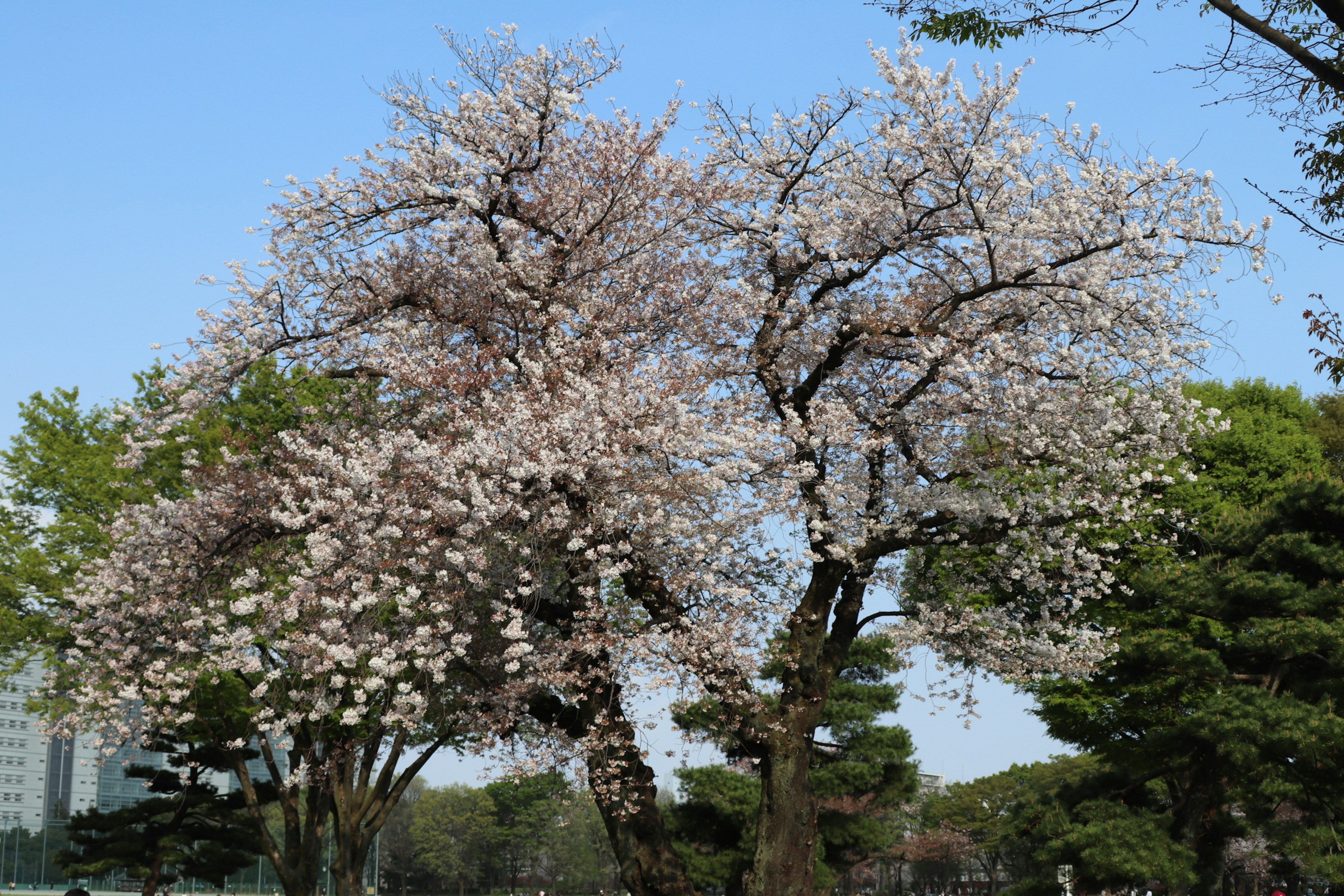 桜の花が咲く木々と青空の風景