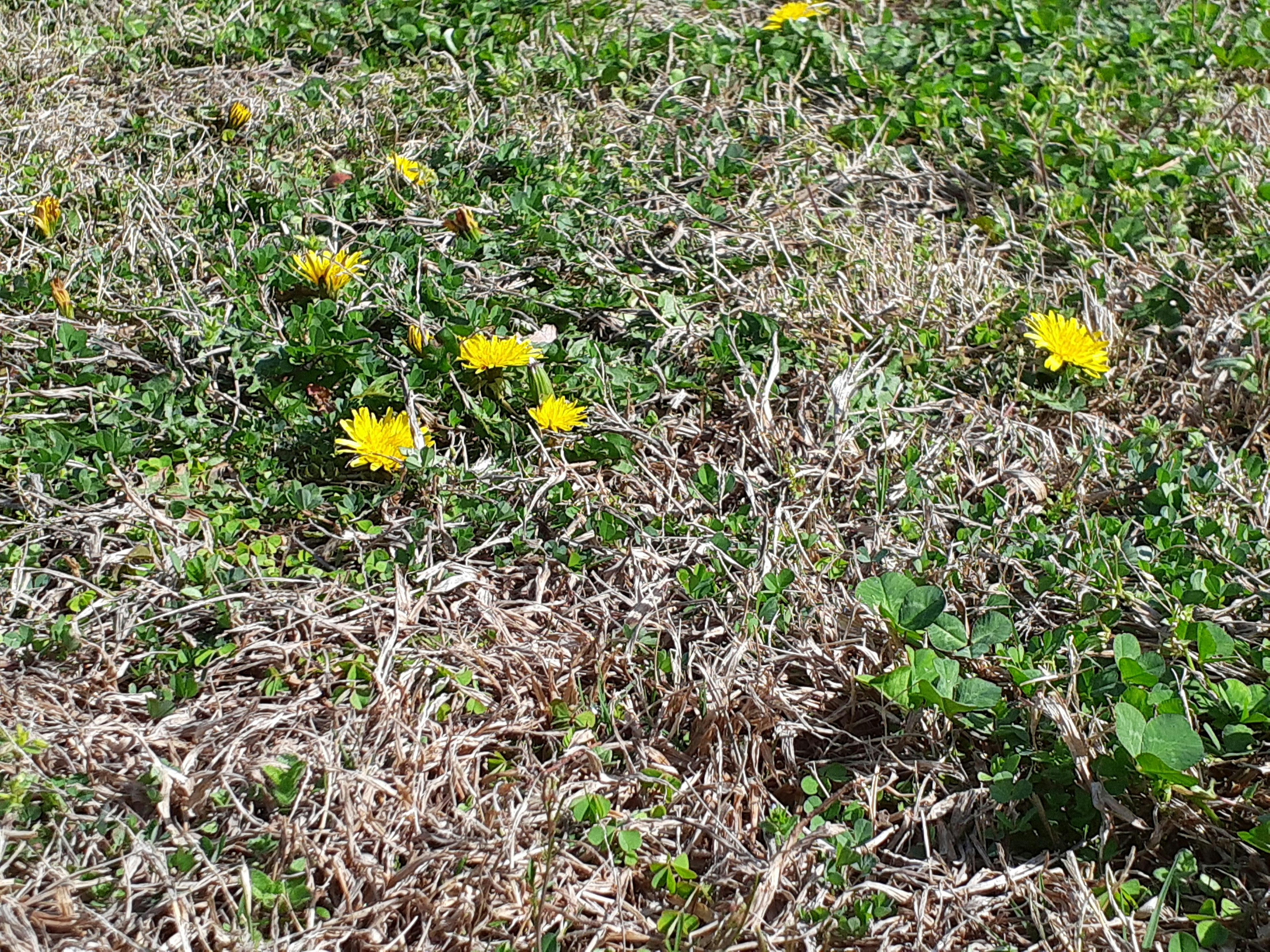 草の中に咲く黄色いタンポポの花が点在する風景