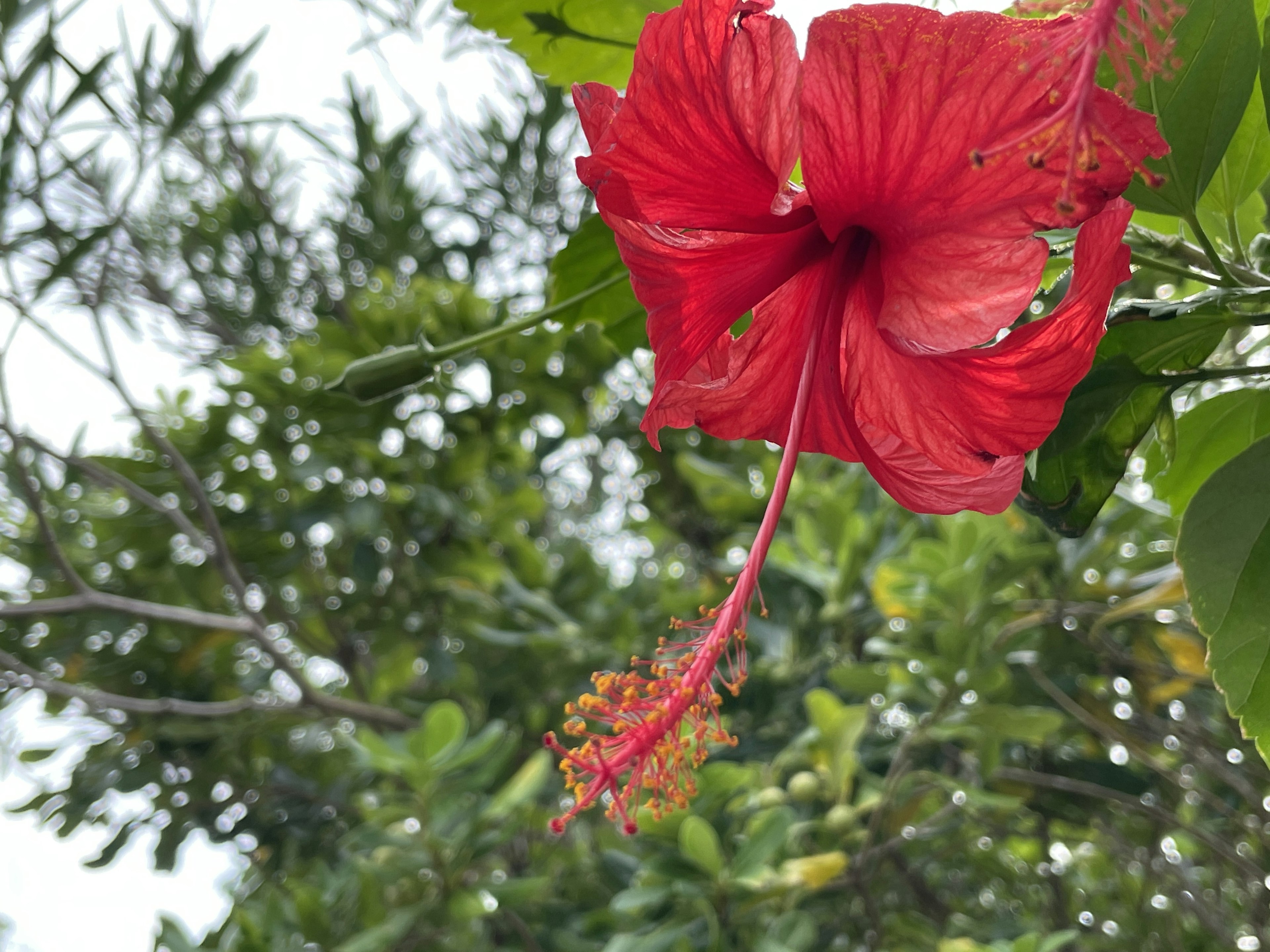 Flor de hibisco rojo vibrante rodeada de hojas verdes