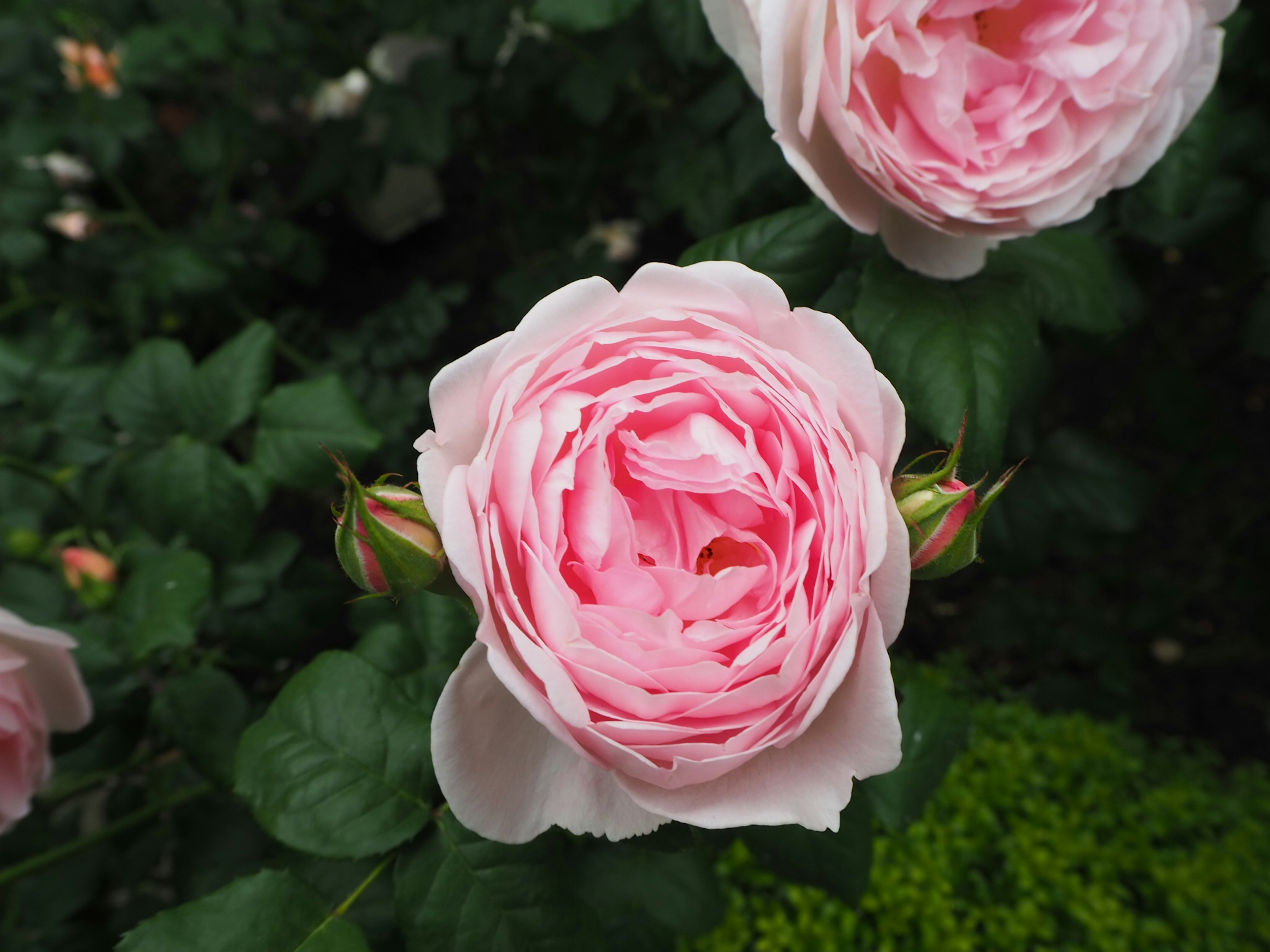 Nahaufnahme einer rosa Rose mit geschichteten Blütenblättern umgeben von grünen Blättern