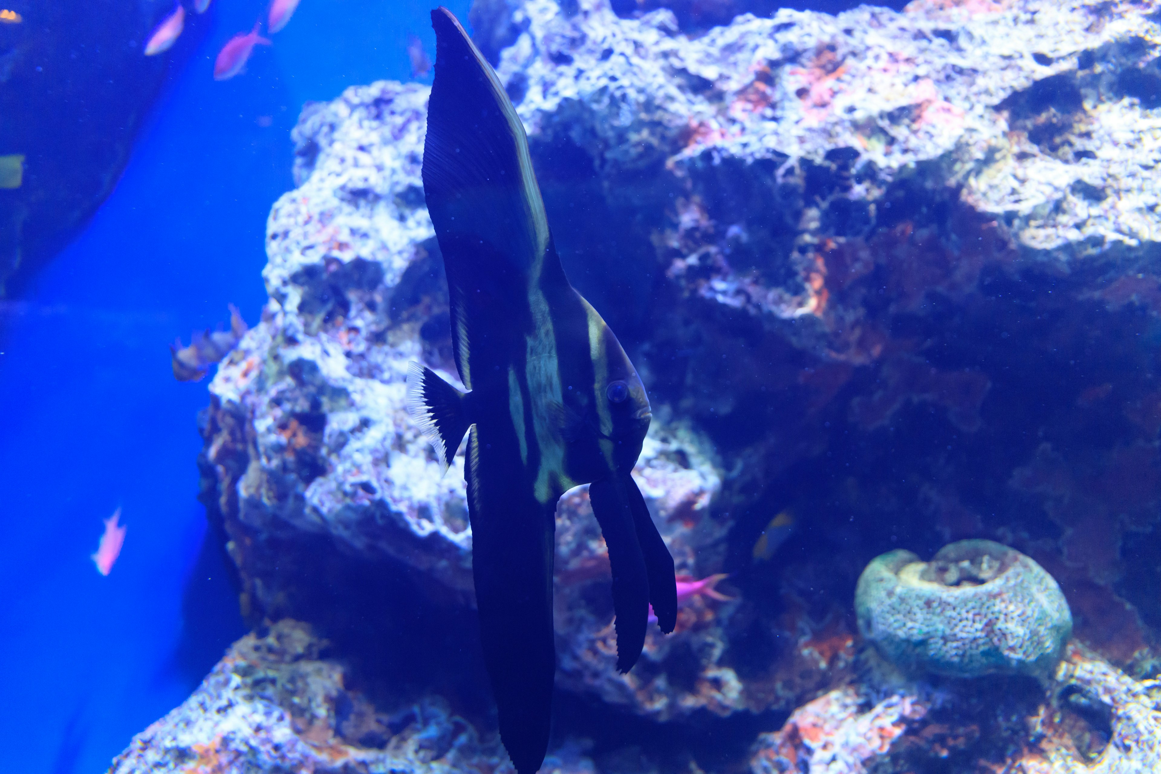 Pez negro nadando contra un fondo azul de acuario con rocas