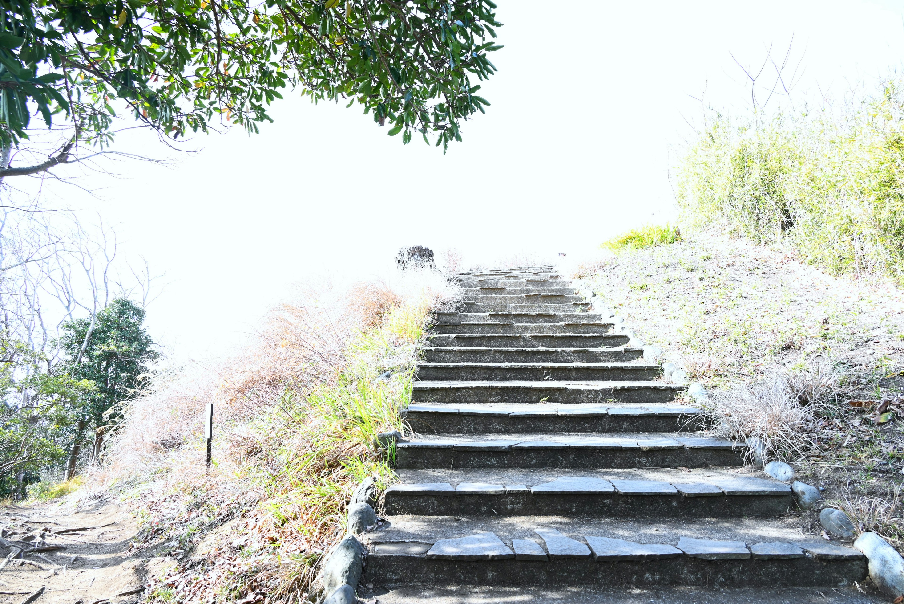 Photo of ascending stone steps surrounded by sunlight and greenery