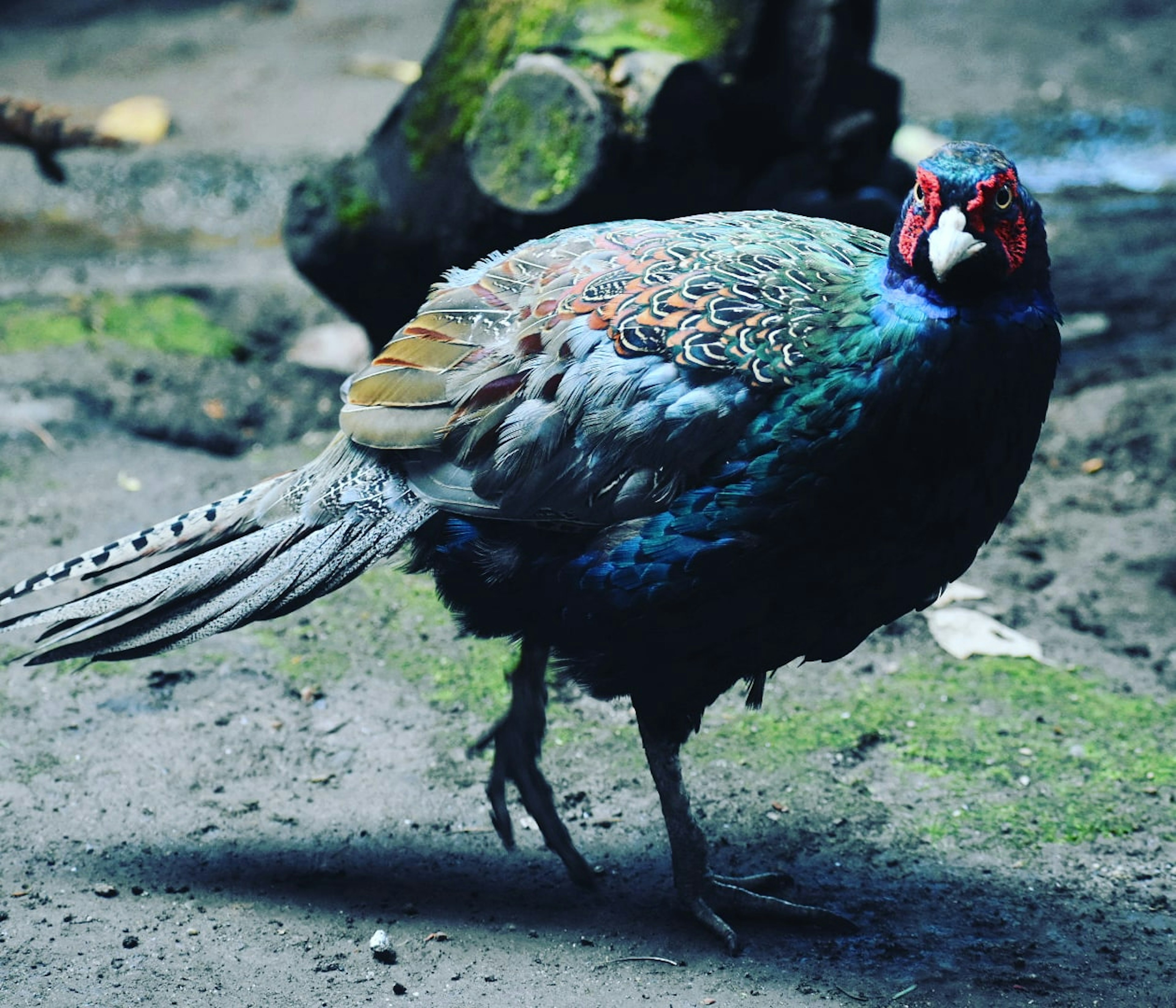 美しい羽を持つ鳥が地面を歩いている