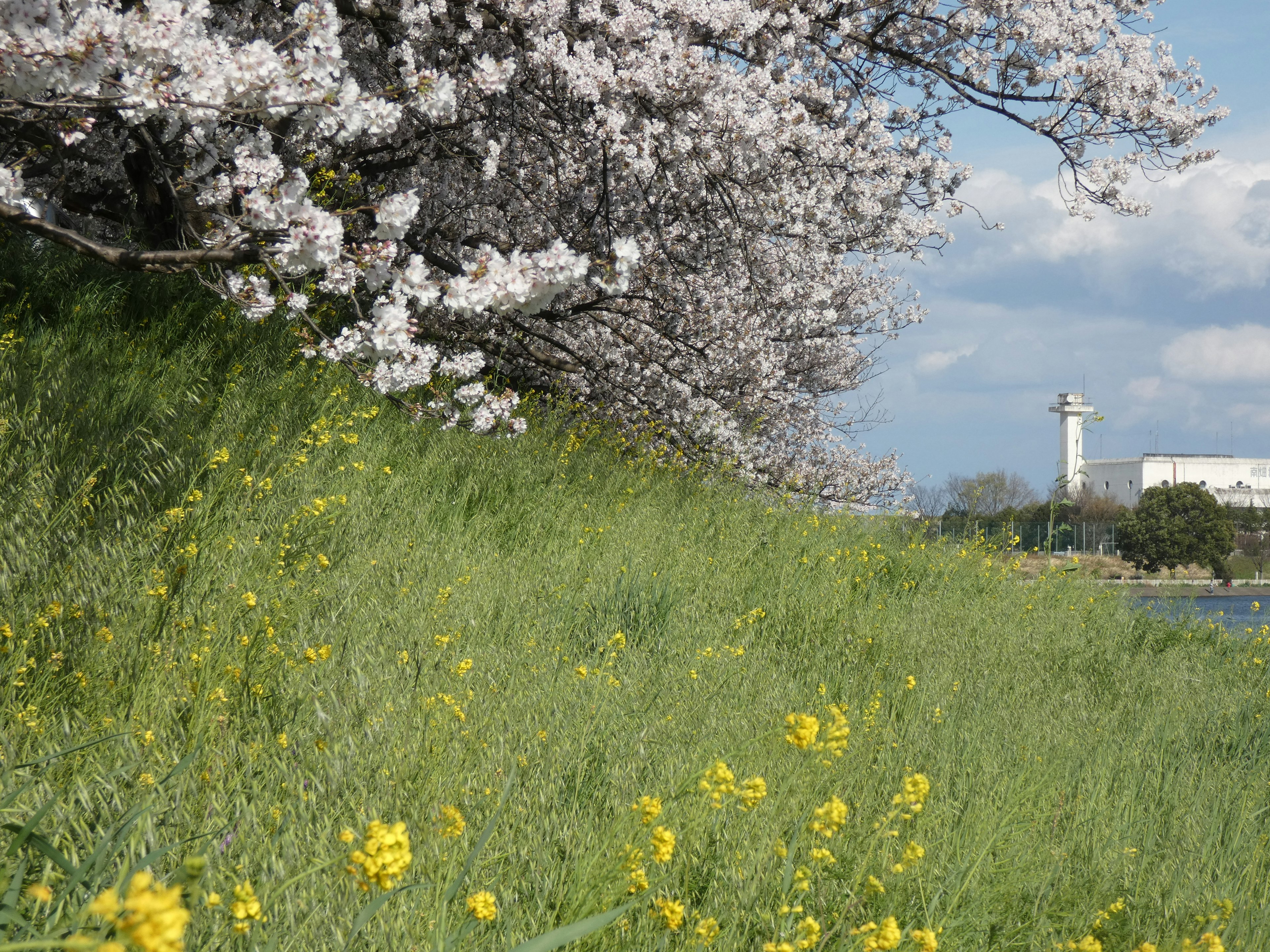 Landscape featuring cherry blossom trees and yellow flowers in green grass