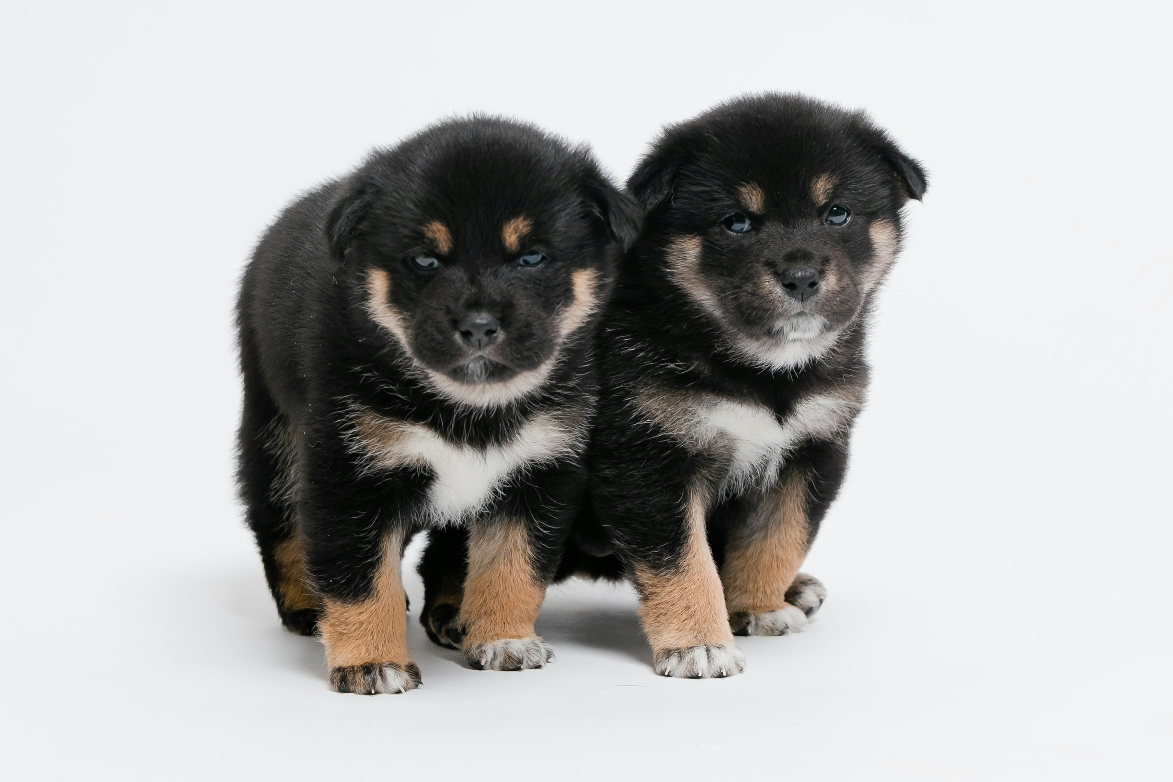 Two black Shiba Inu puppies standing side by side