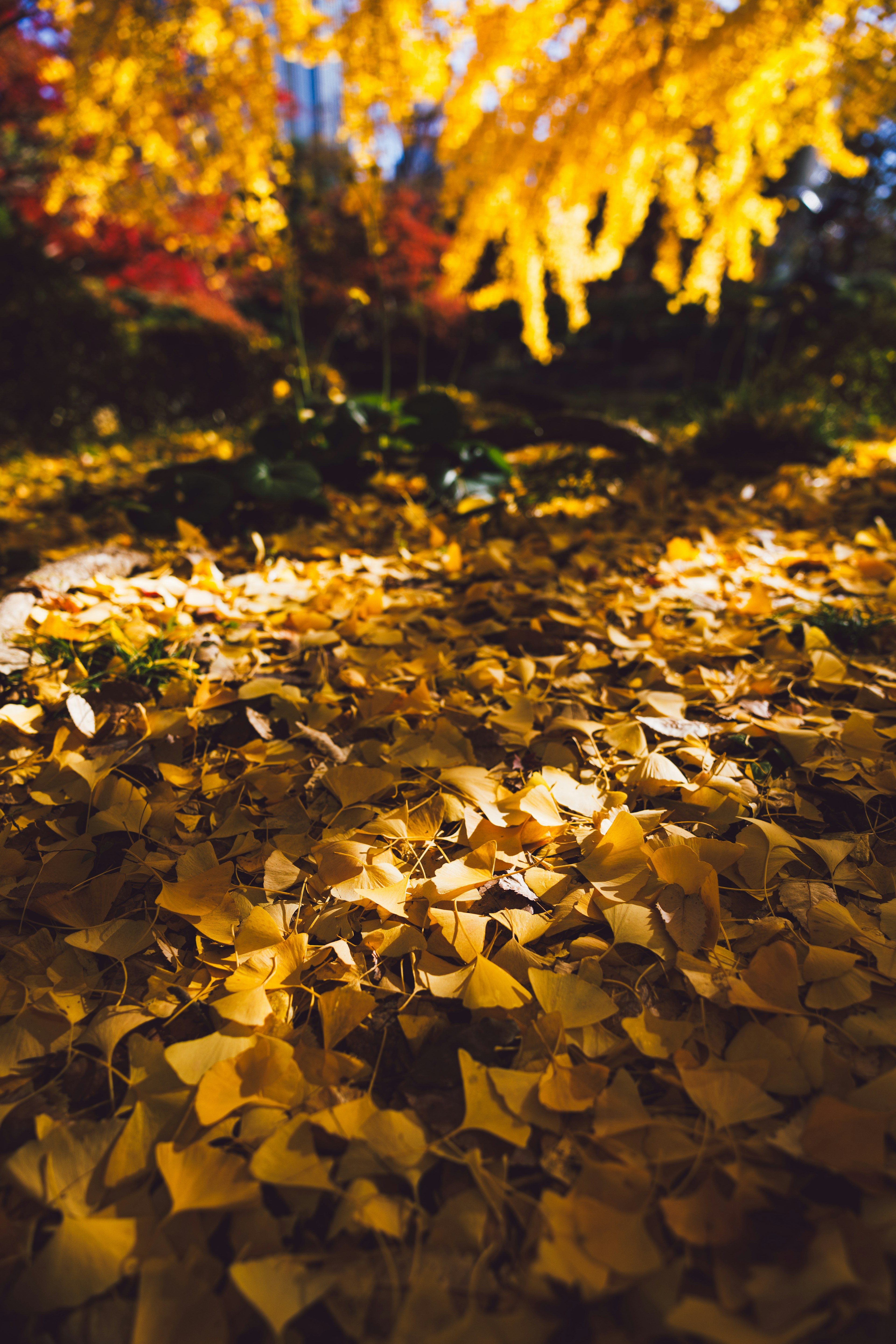 Un paesaggio con foglie gialle d'autunno sparse sul terreno