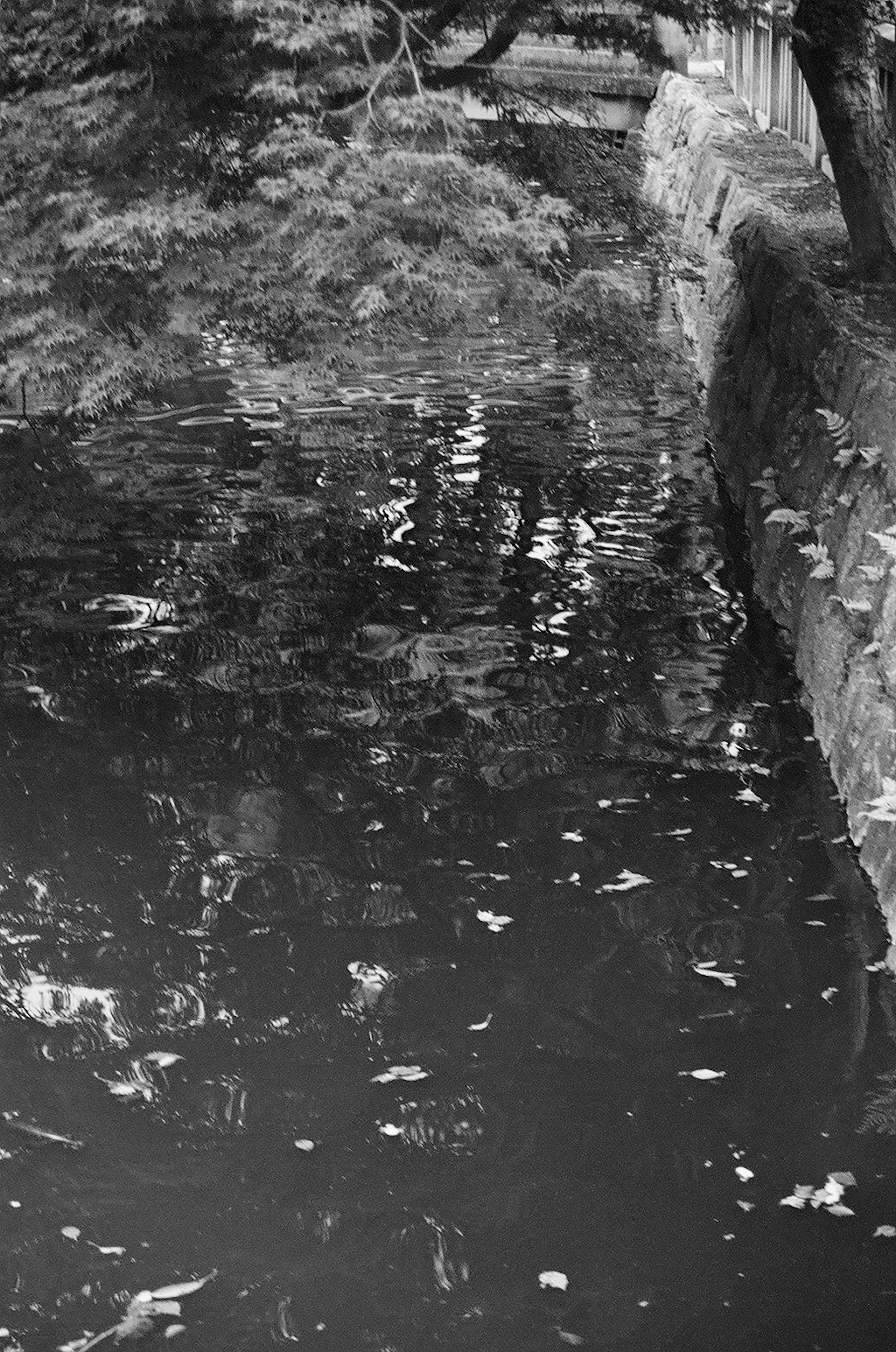 Calm water surface with floating leaves and reflections of light