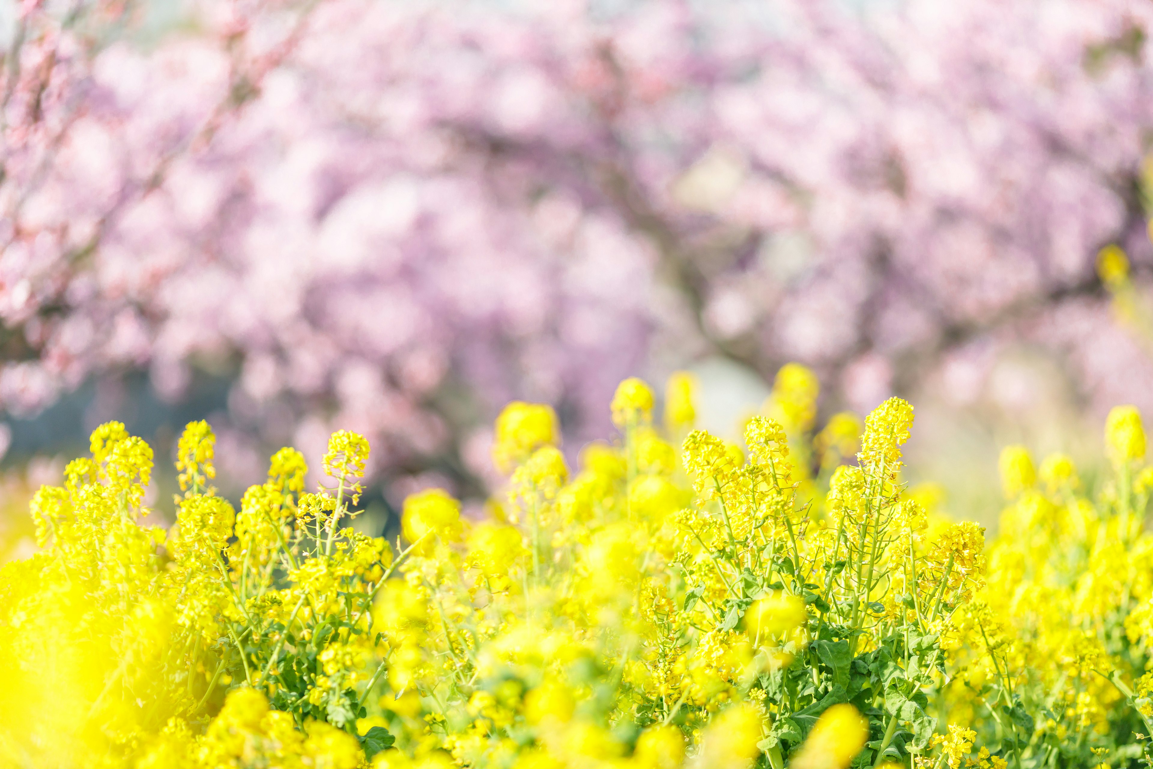 Un hermoso paisaje con flores amarillas en primer plano y flores rosas en el fondo