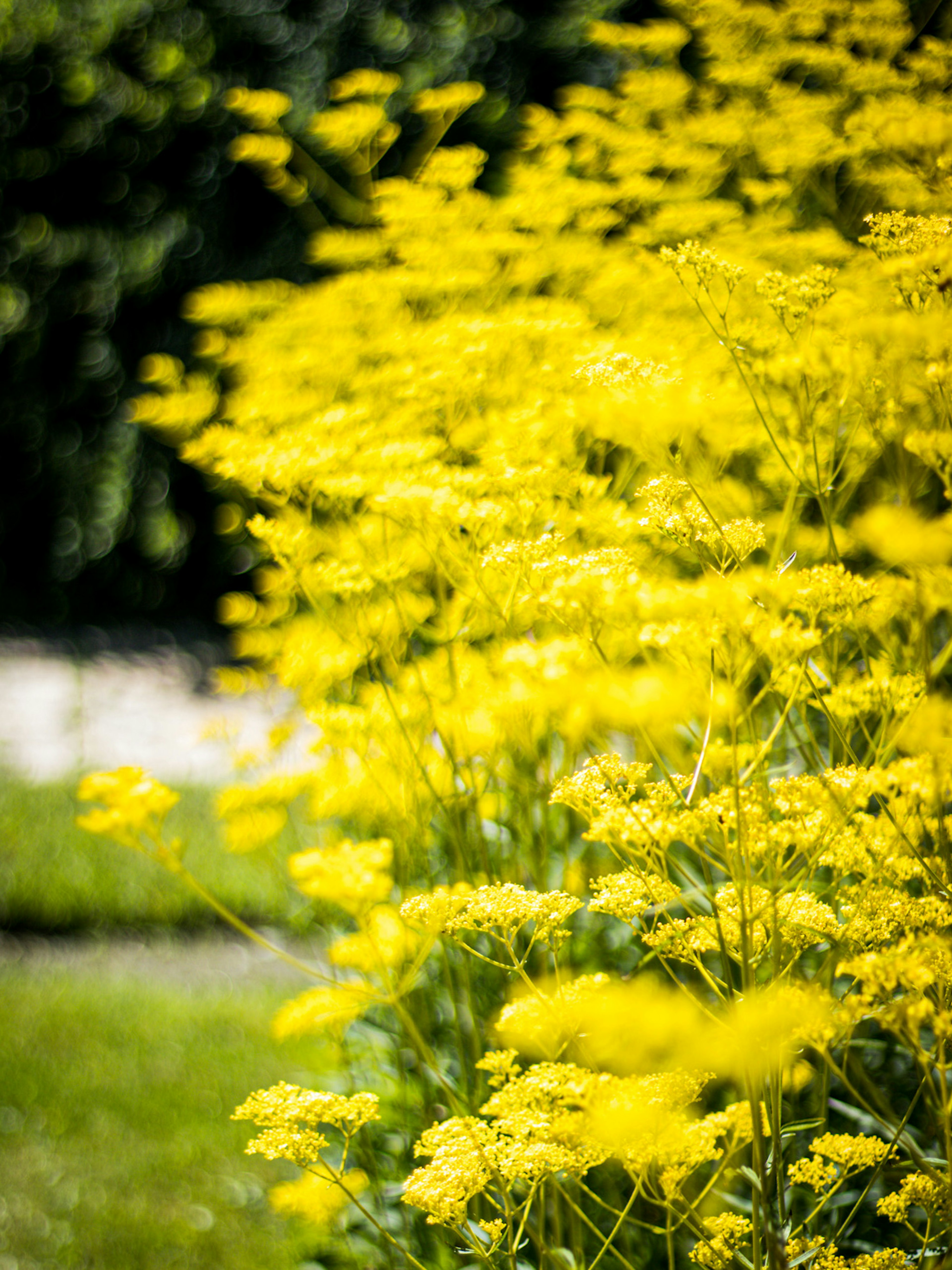 黄色の花が咲く庭の風景