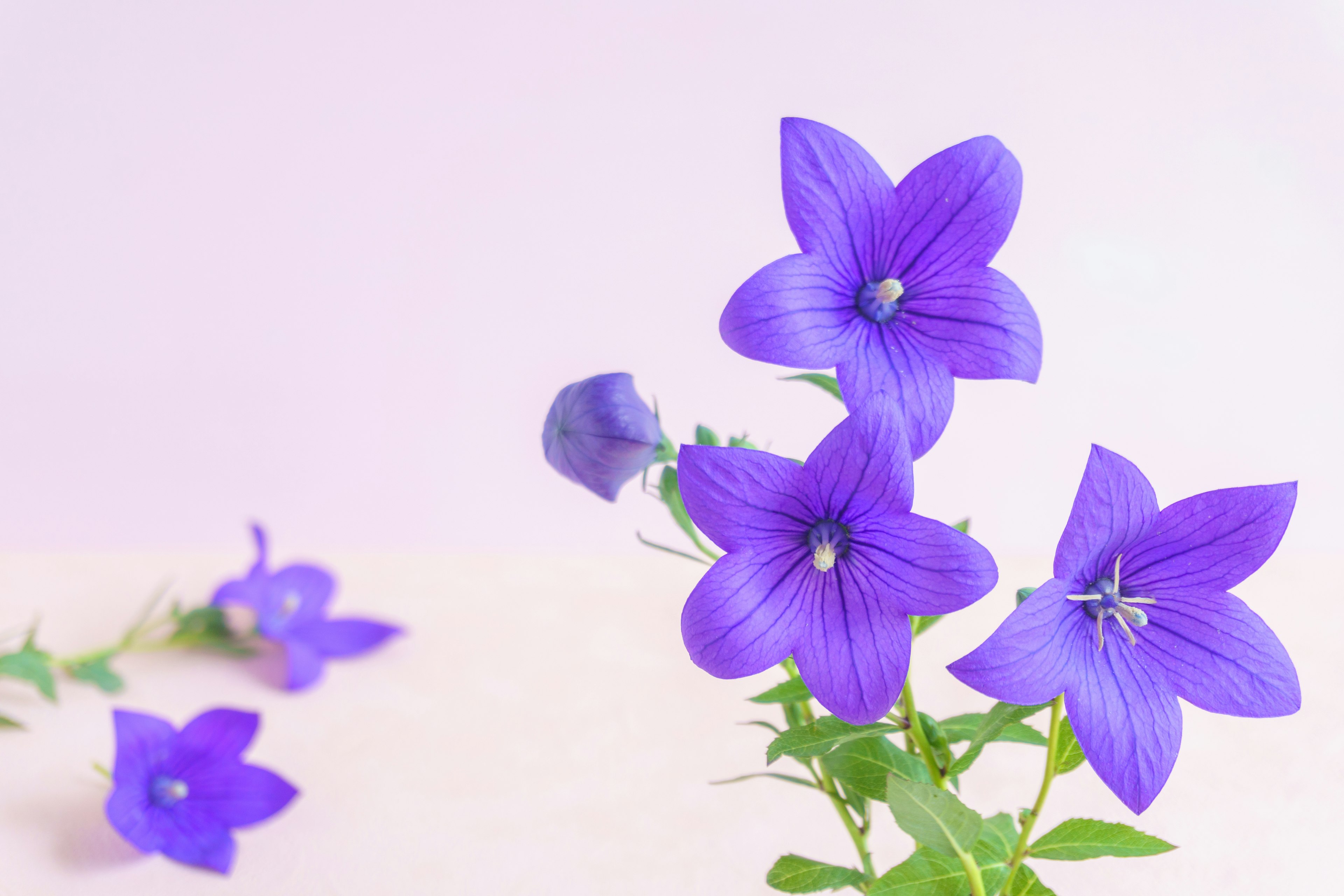 Bild von lebhaften lila Blumen vor einem sanften Hintergrund