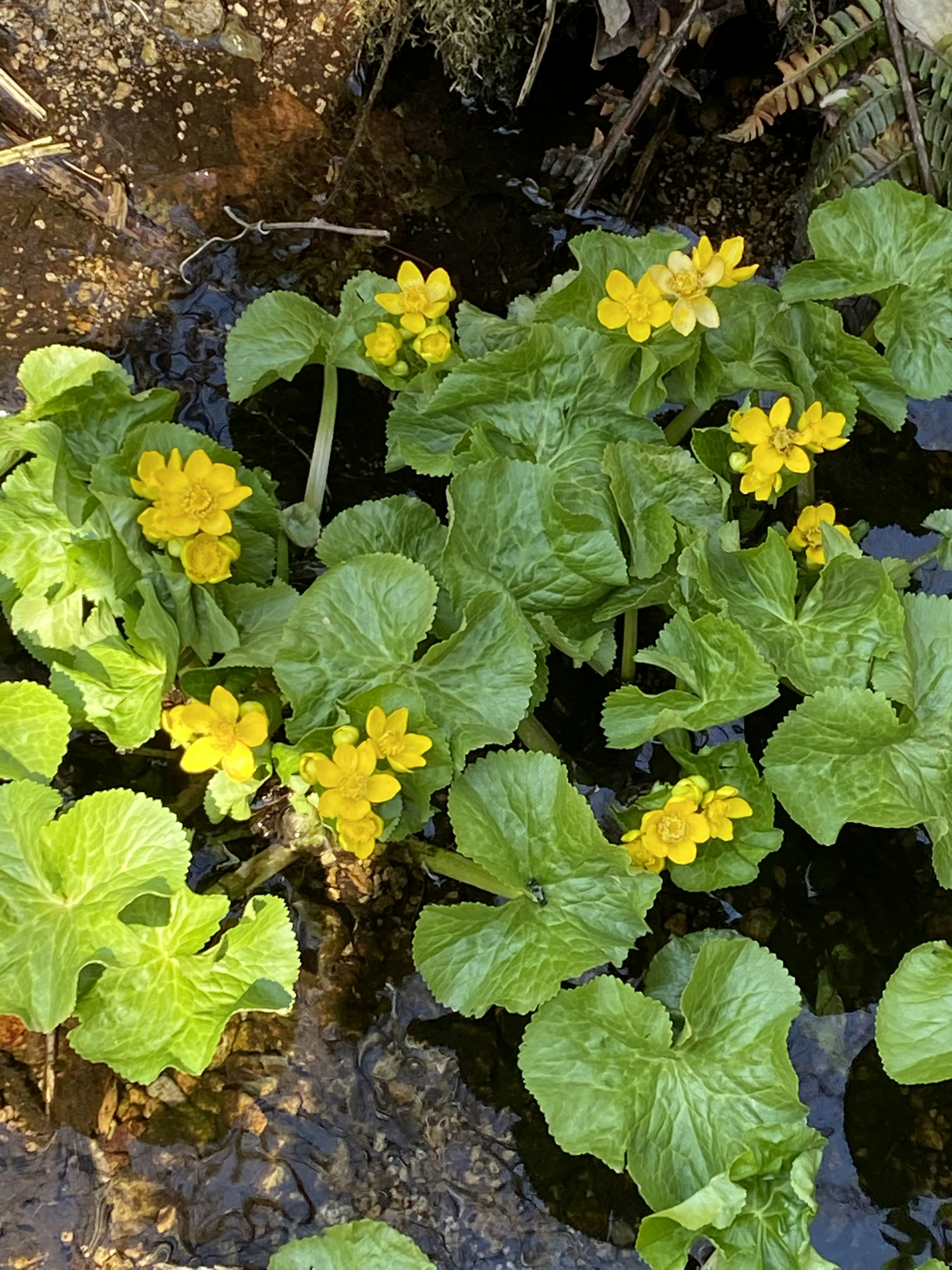 水边植物的黄色花朵和绿色叶子