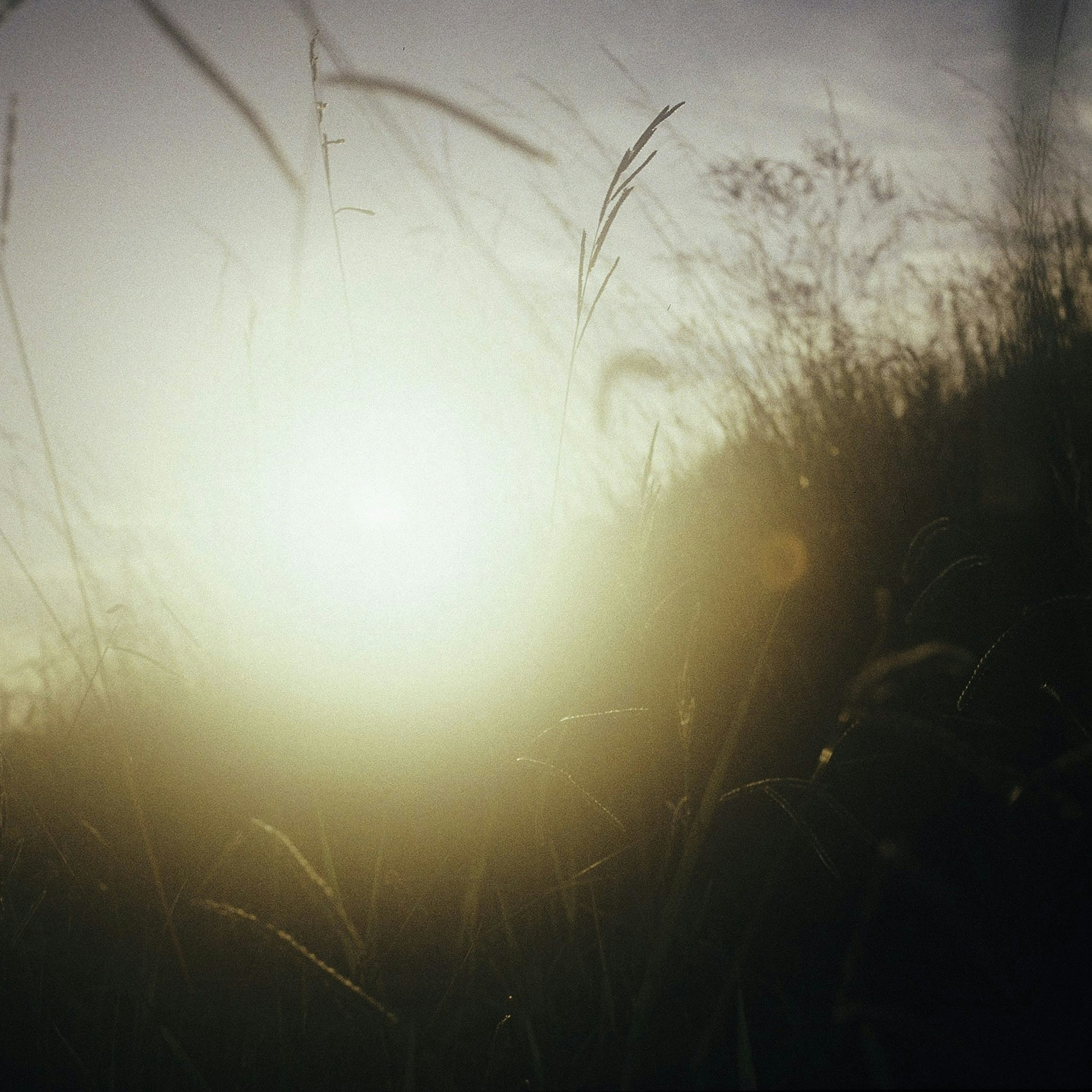 Serene sunset visible through the grass