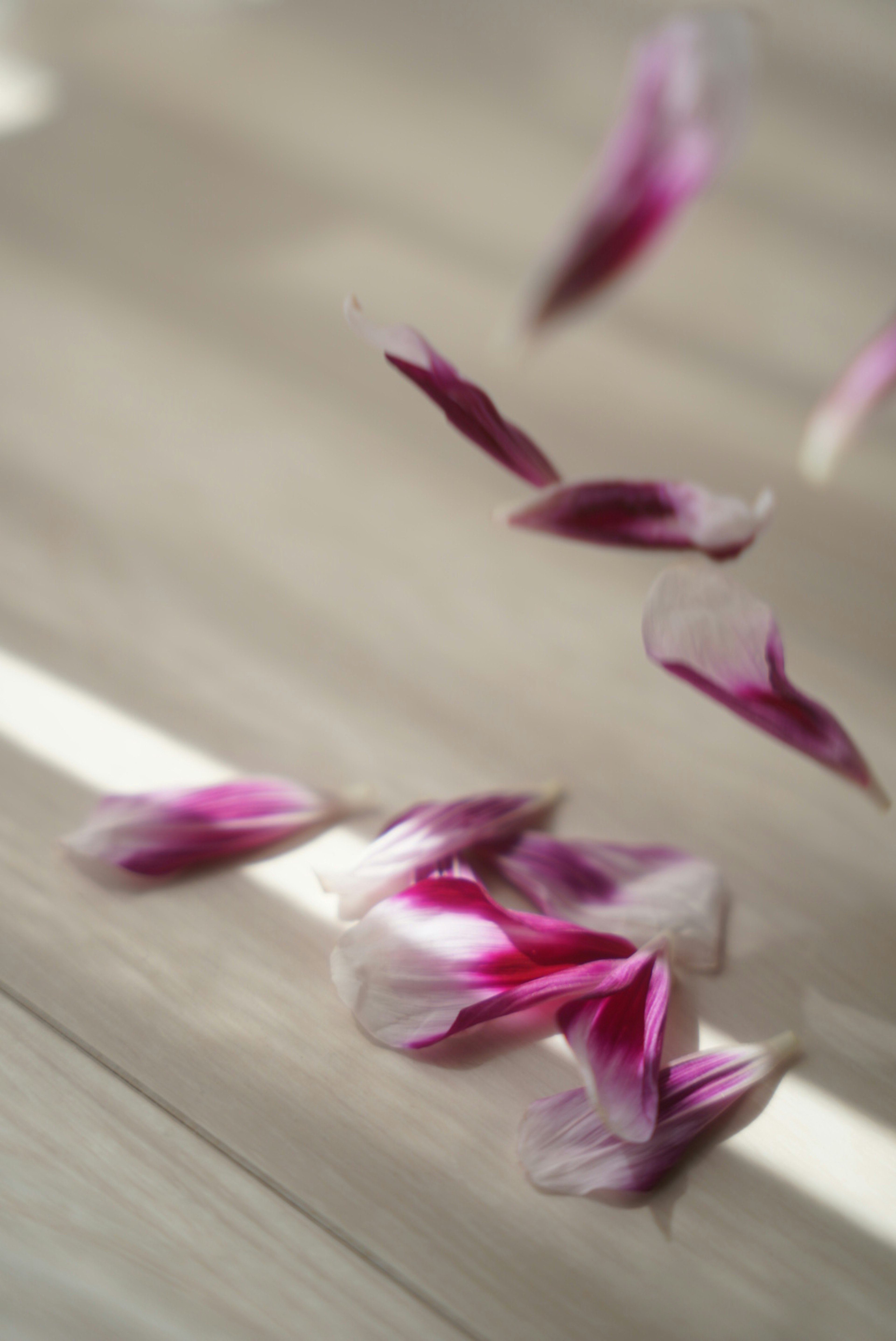 Pétalos de flores rosas y blancos cayendo sobre una superficie de madera clara