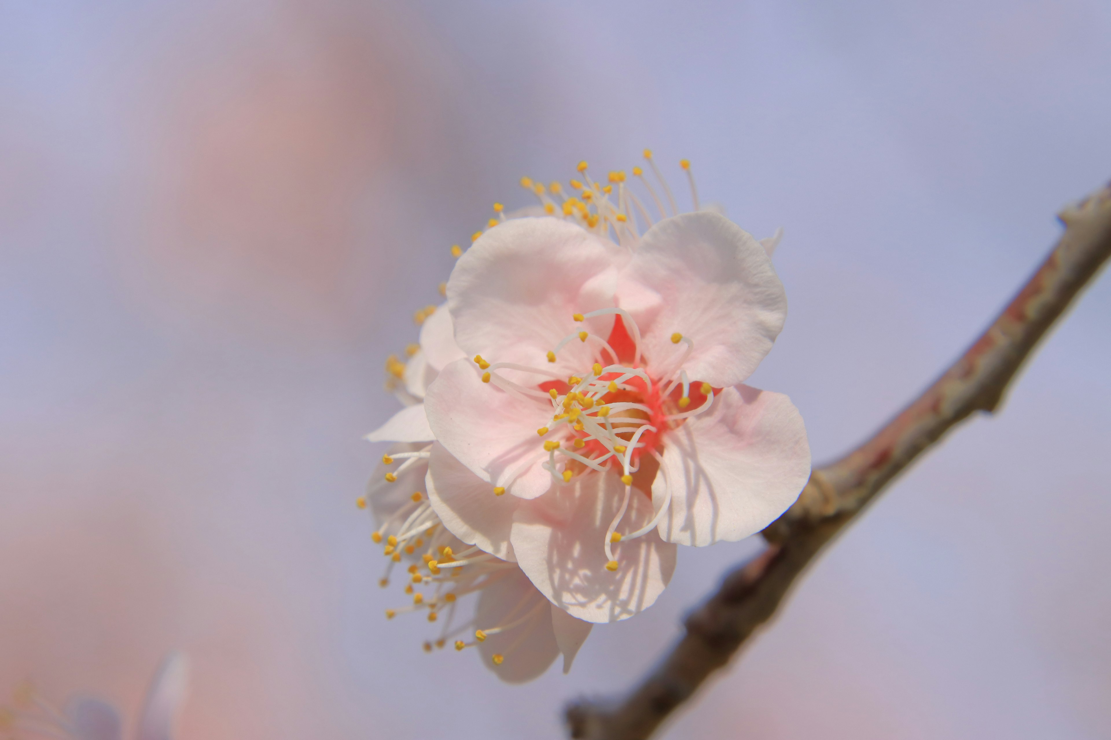 Un fiore rosa pallido che sboccia su un ramo