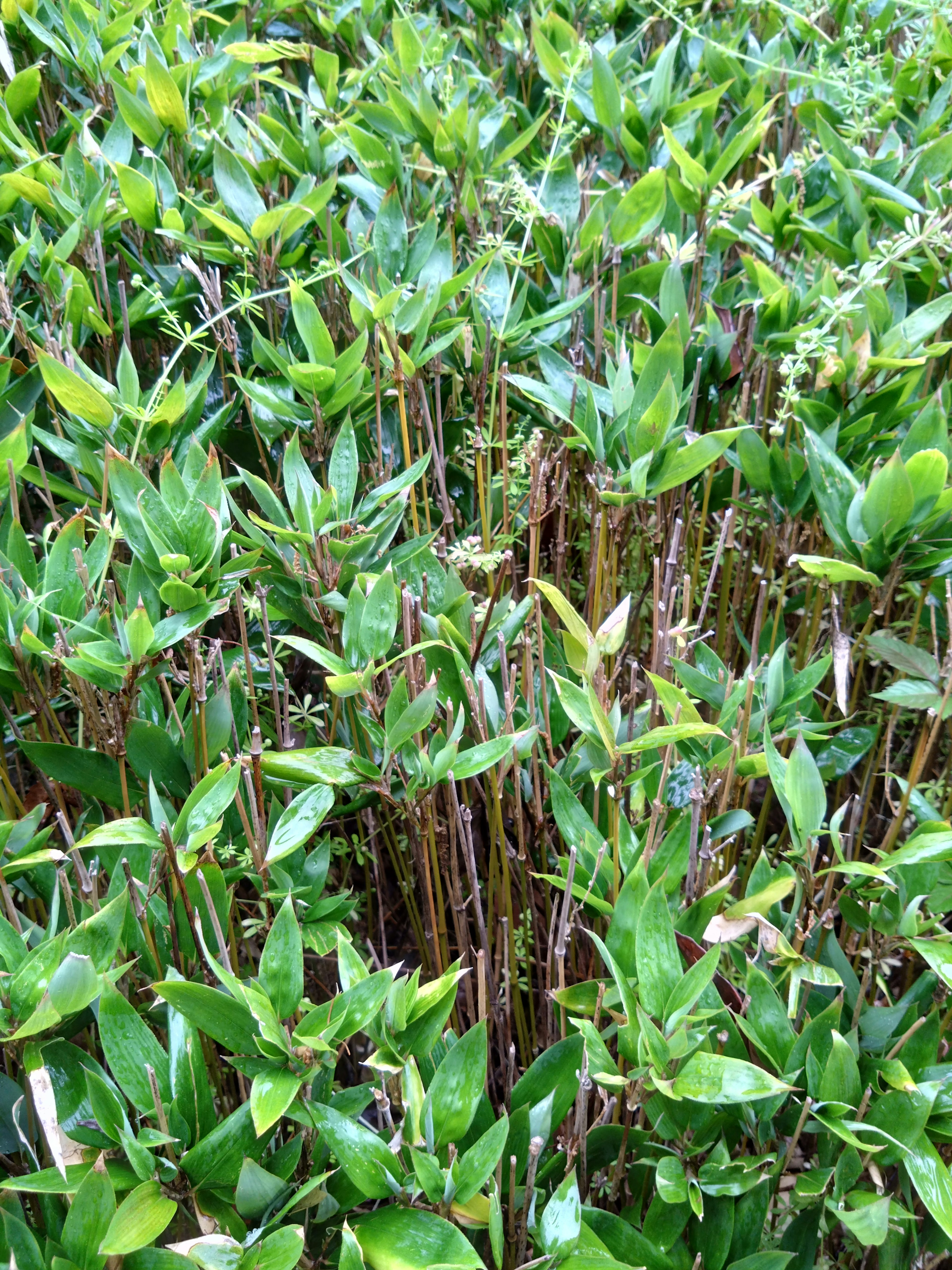 Kumpulan daun hijau yang padat dari sebuah tanaman