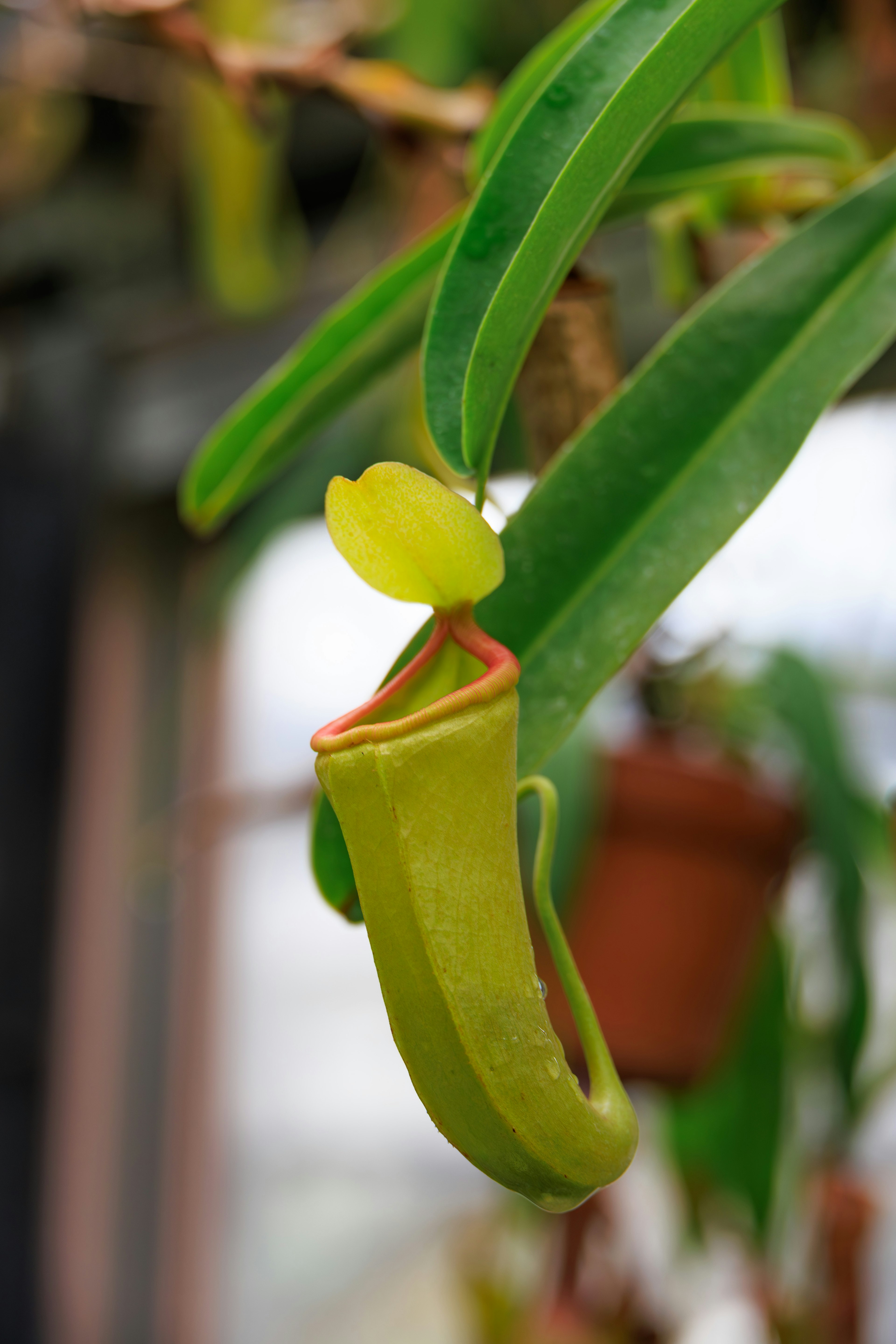 Una planta carnívora verde con un jarro y hojas