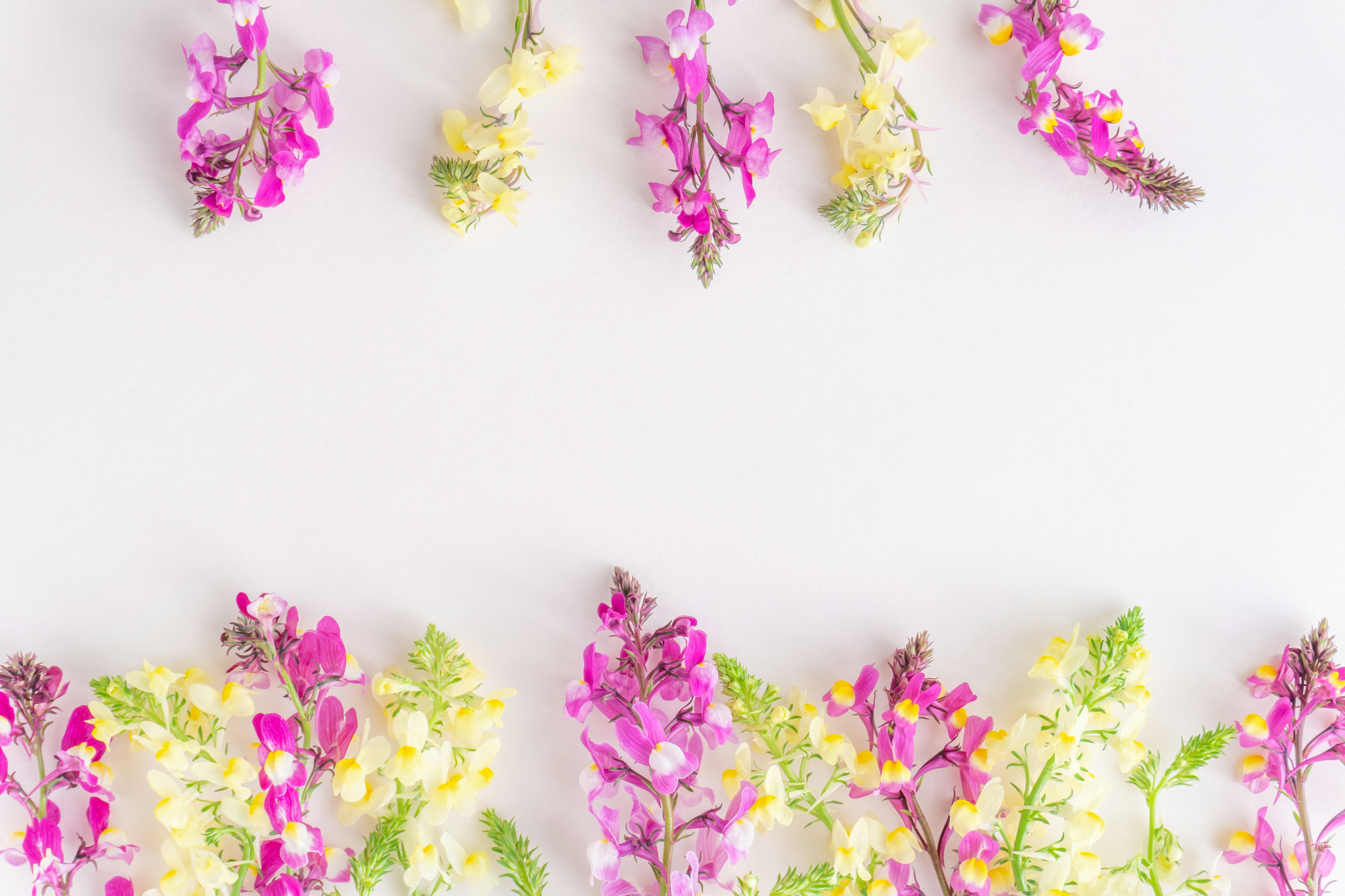 Fiori colorati disposti su uno sfondo bianco