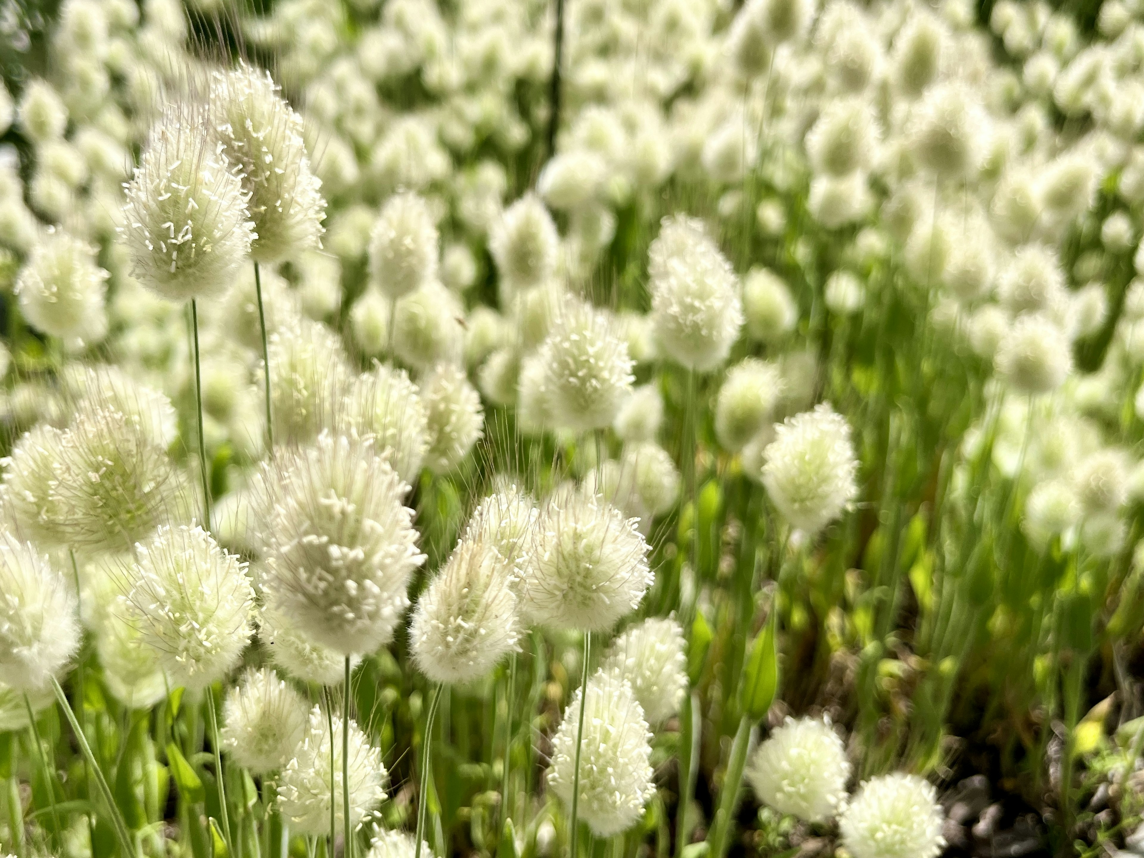 Primer plano de un campo de flores blancas esponjosas en hierba verde