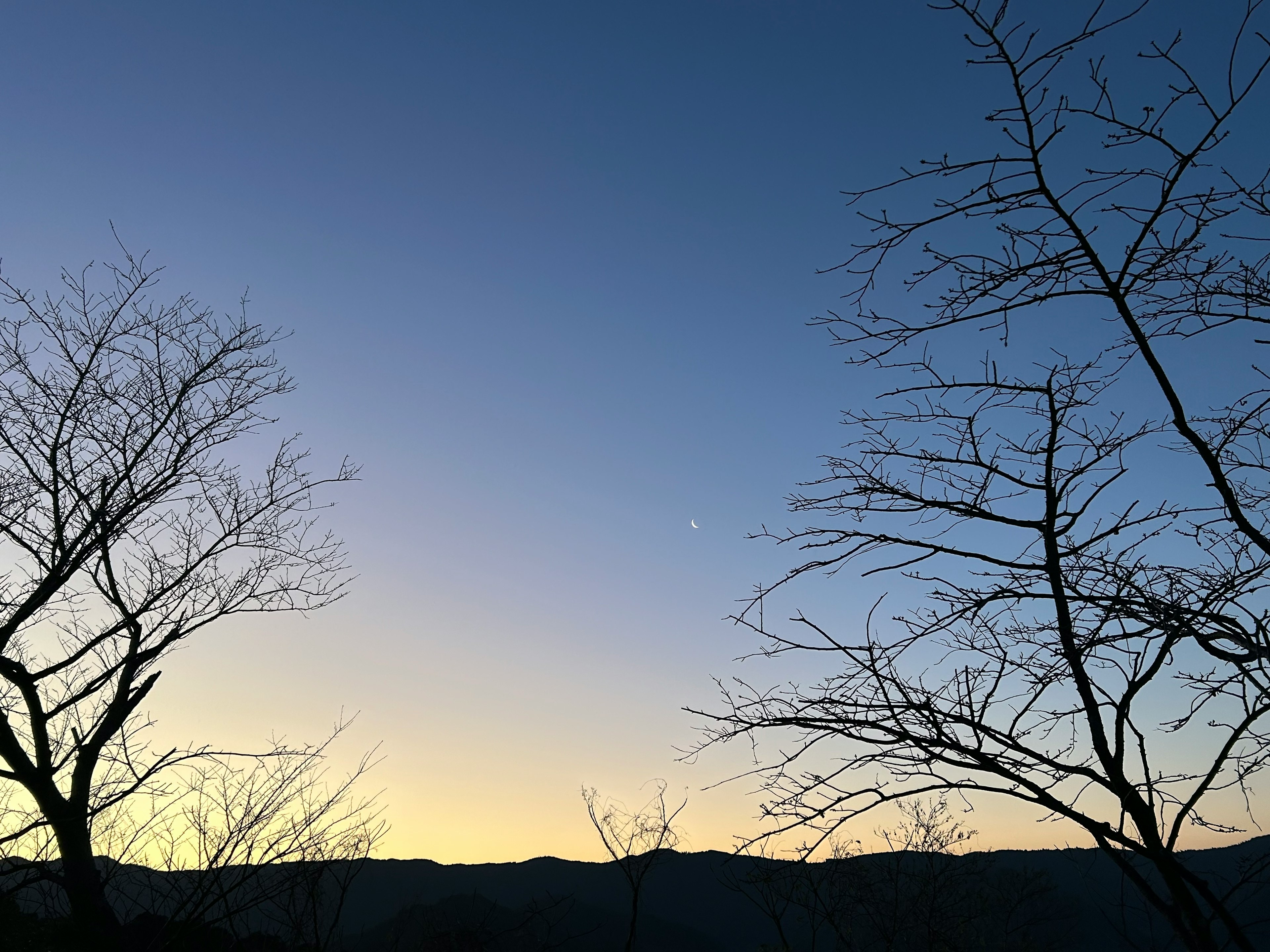 Silhouette di alberi contro un cielo al crepuscolo con una stella visibile