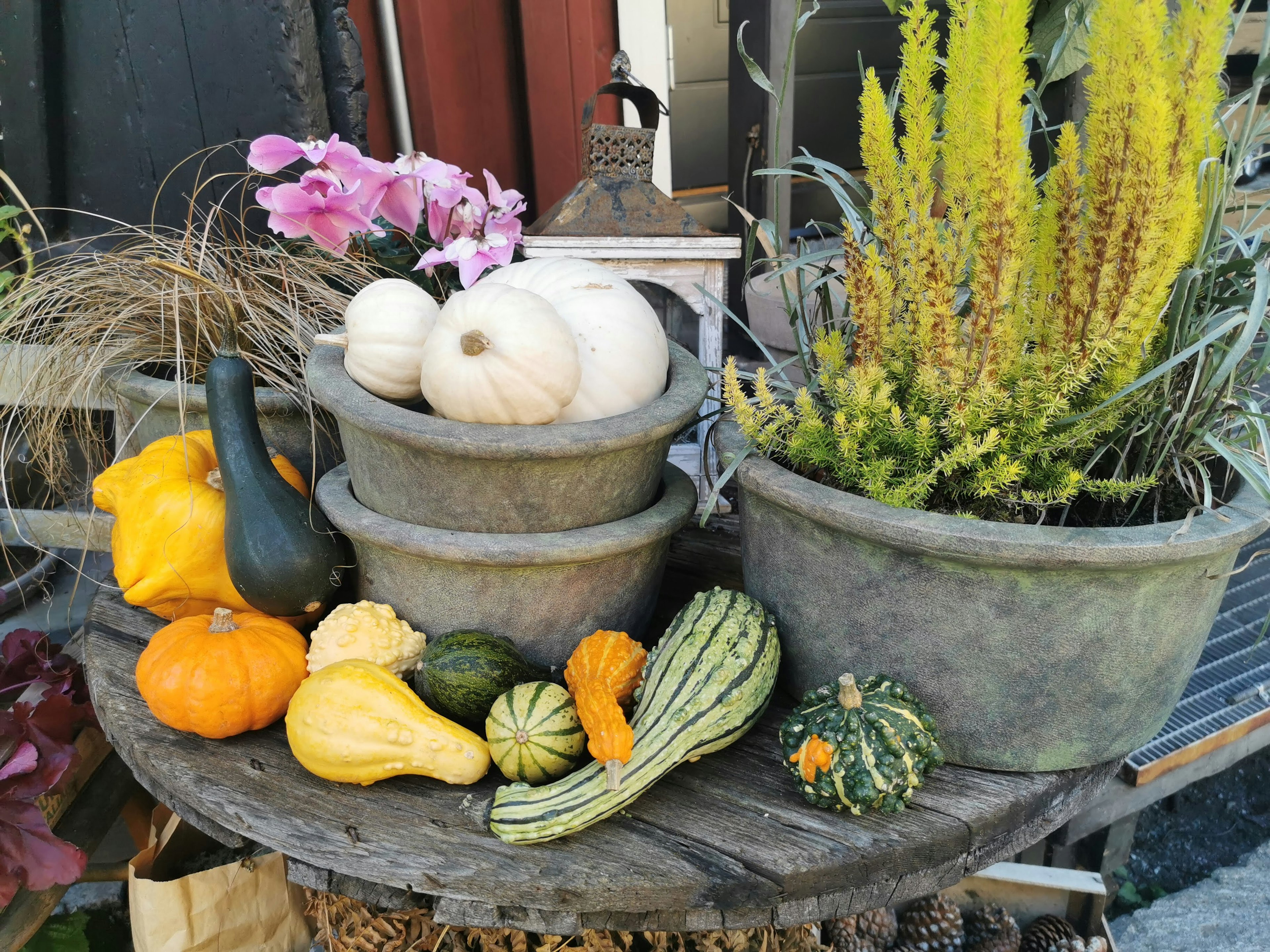 A display of colorful pumpkins and flowers arranged in pots