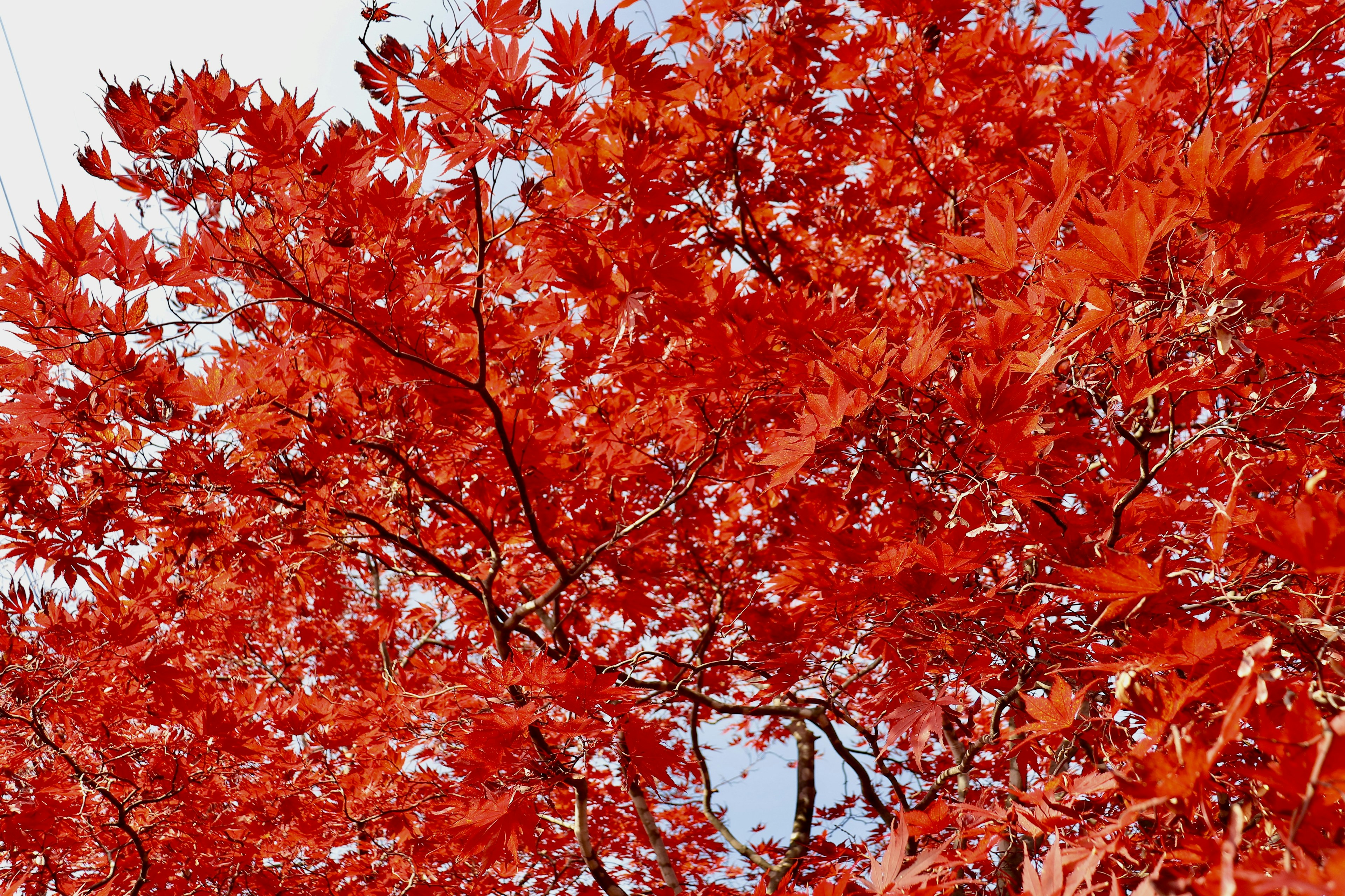 Close-up of tree branches with vibrant red leaves