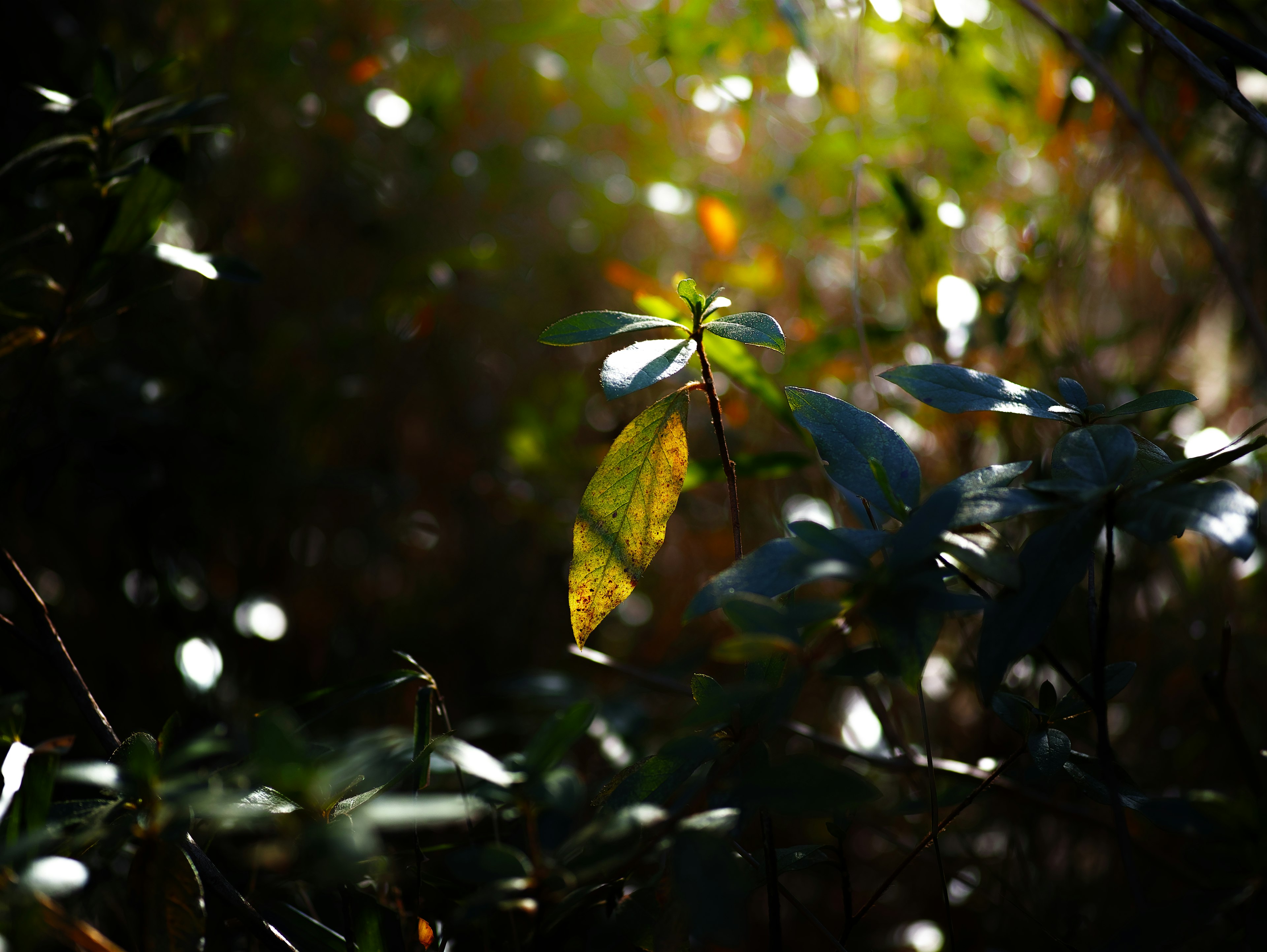 A close-up of green leaves illuminated by soft light in a forest setting