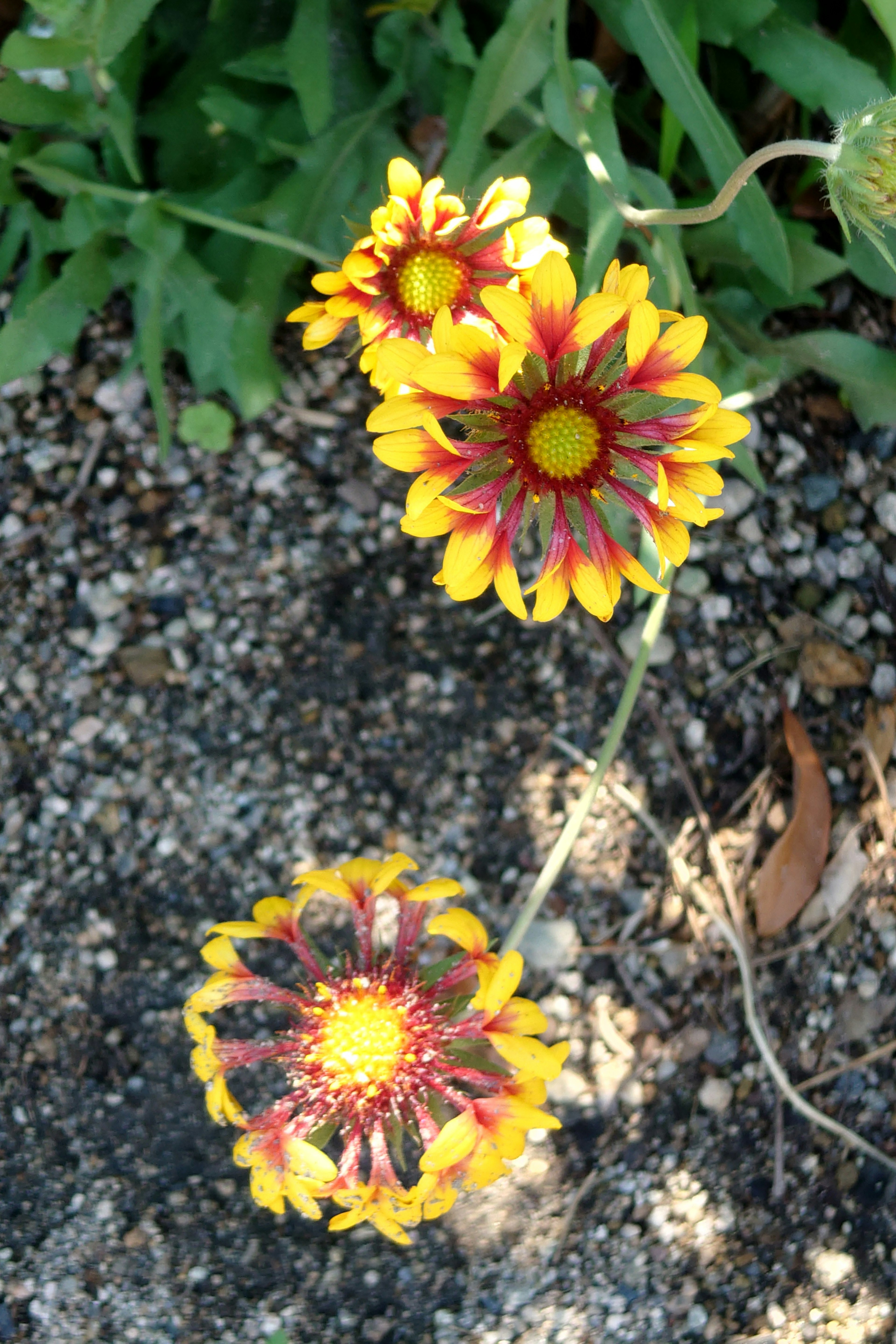 黄色と赤の花が咲いている地面の上の植物