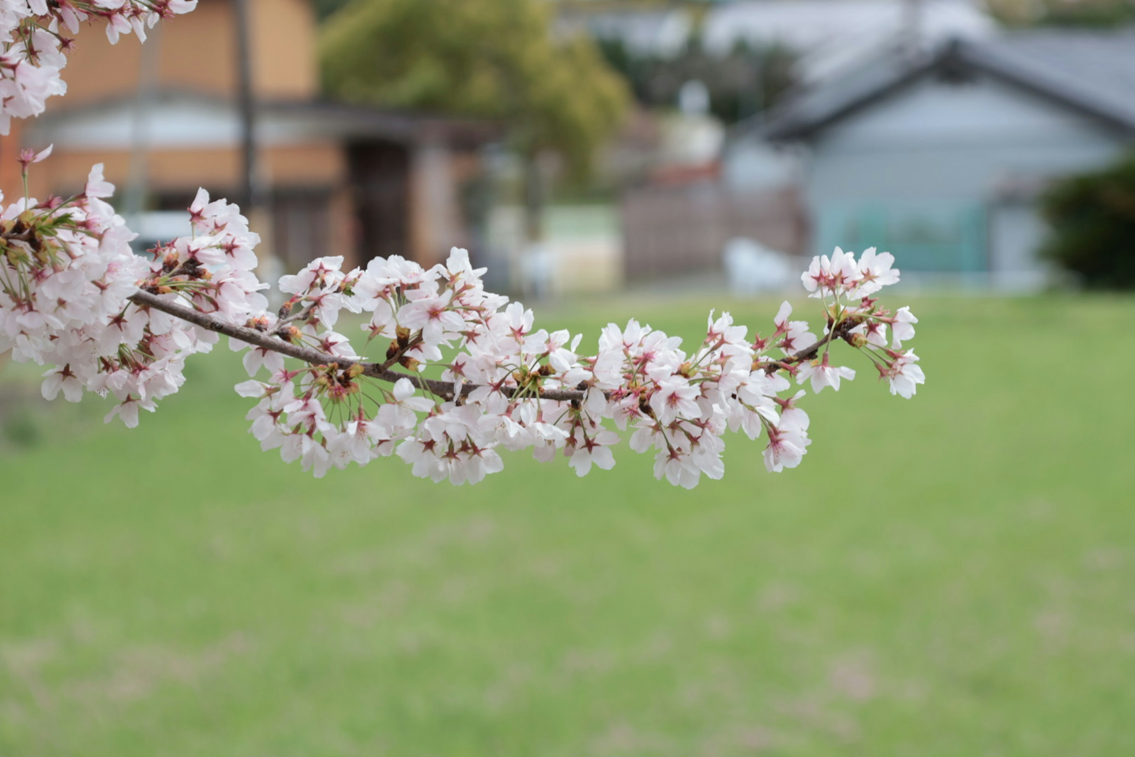 Branche de cerisier en fleurs avec un fond d'herbe verte