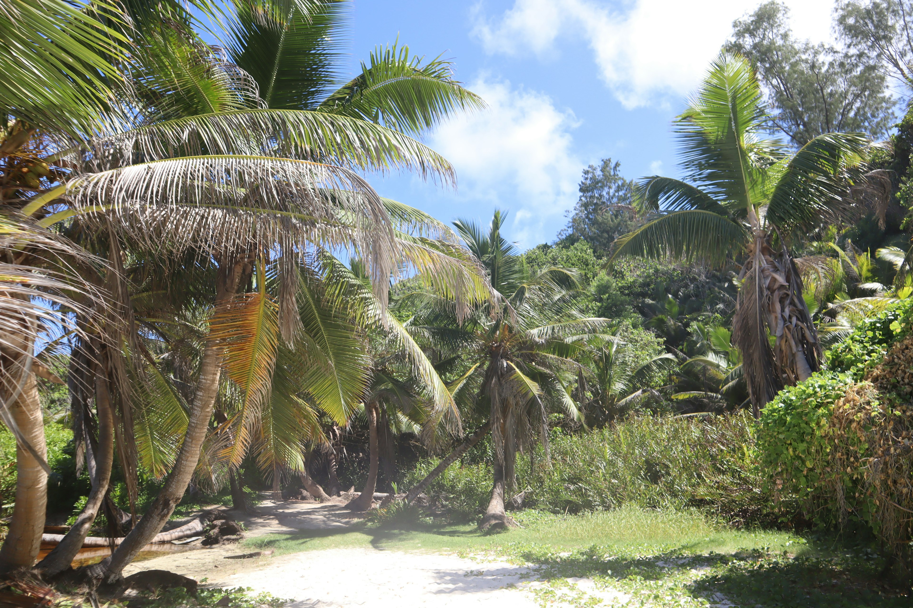 Tropical landscape with palm trees under a blue sky