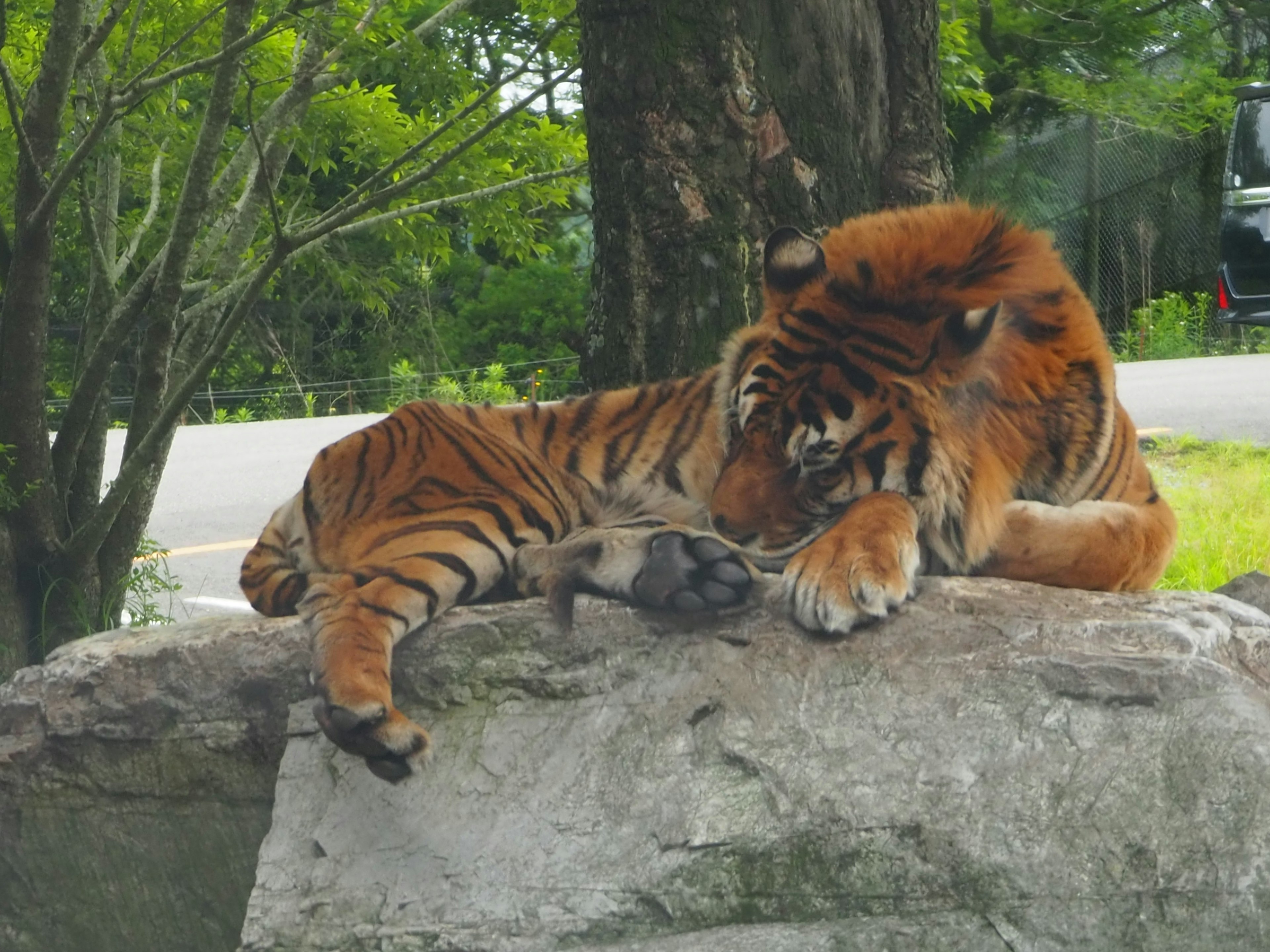 Seekor harimau jantan beristirahat di atas batu