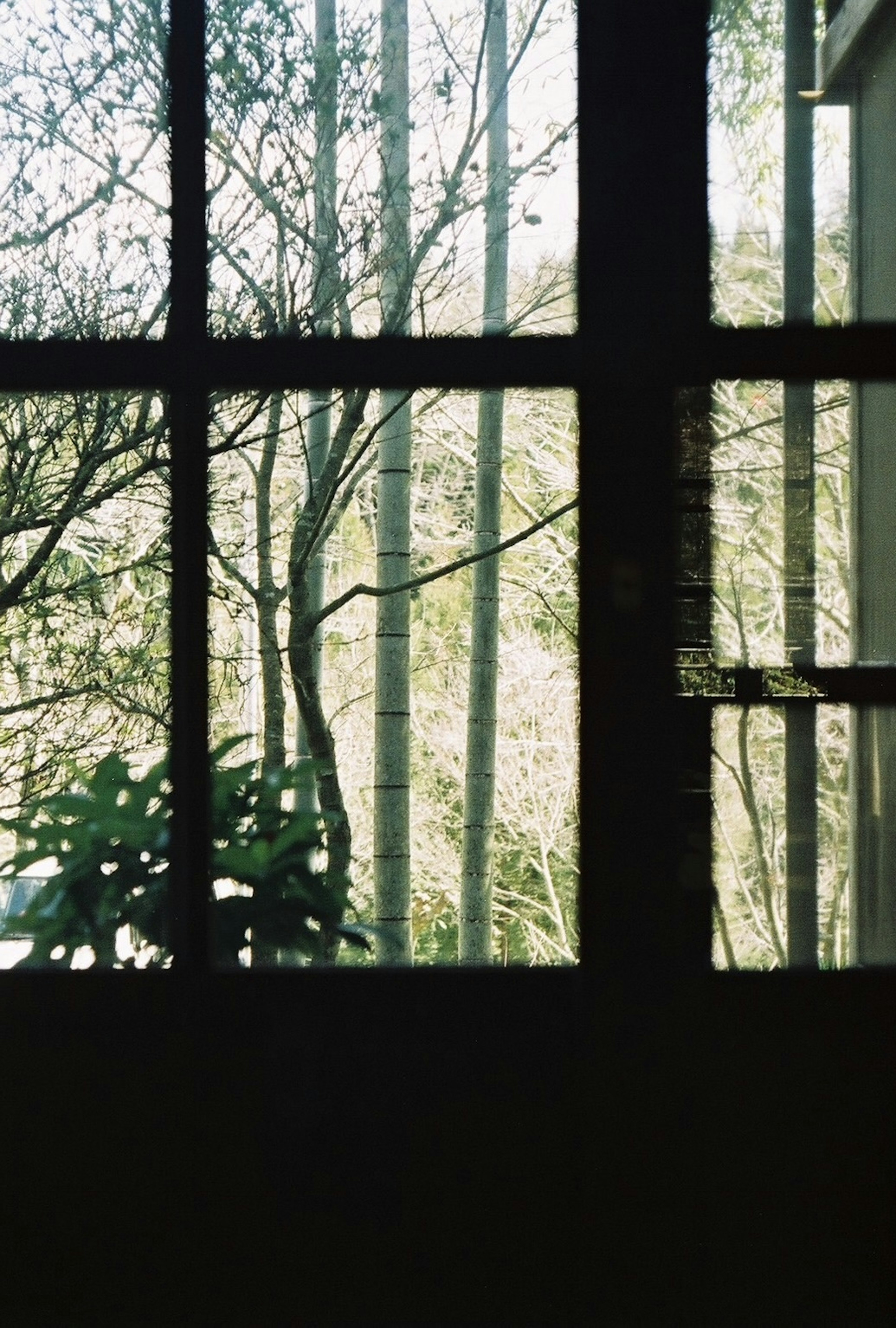 View through a window showcasing bamboo and plants