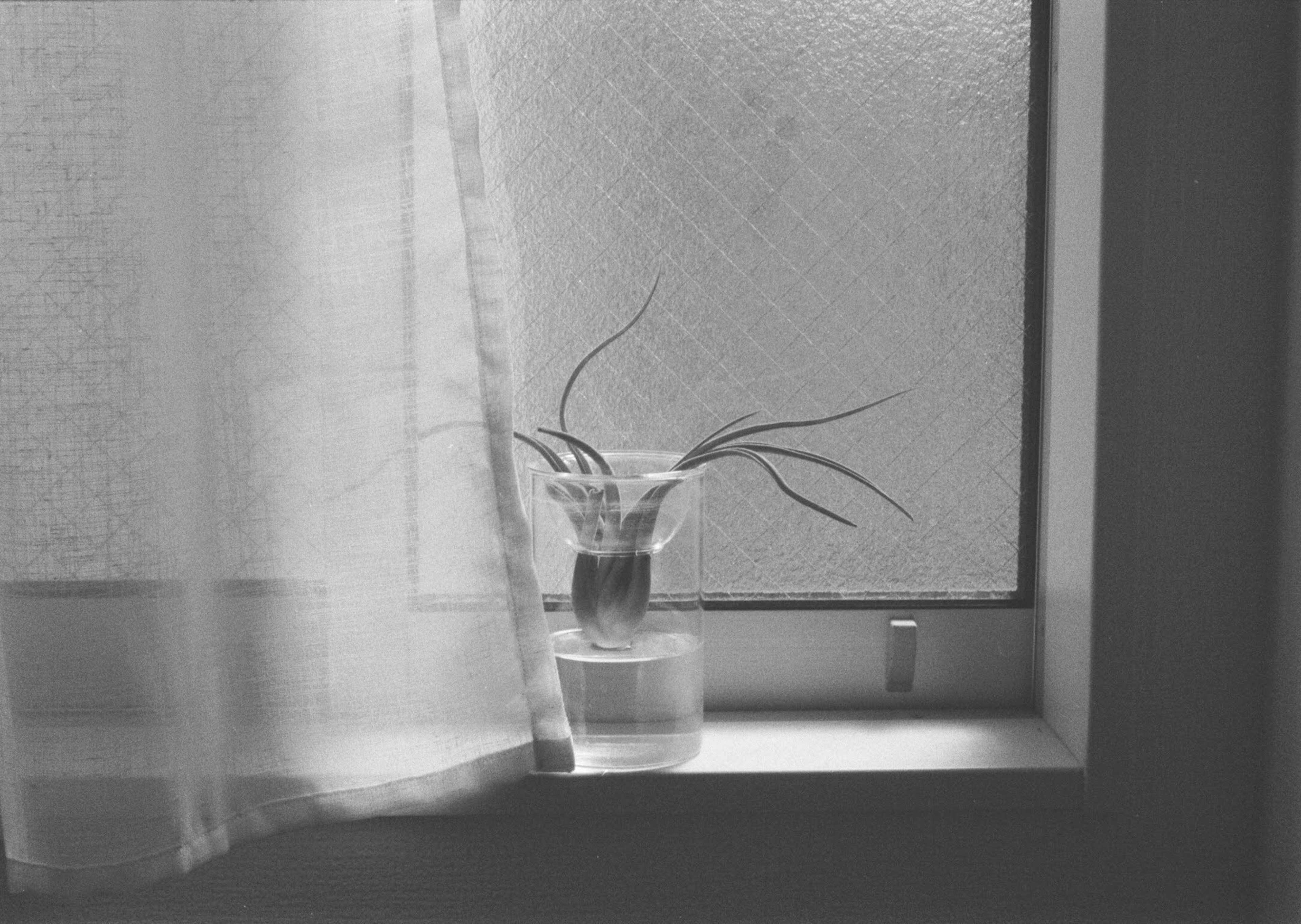 Black and white photo of a plant in a clear vase on a windowsill