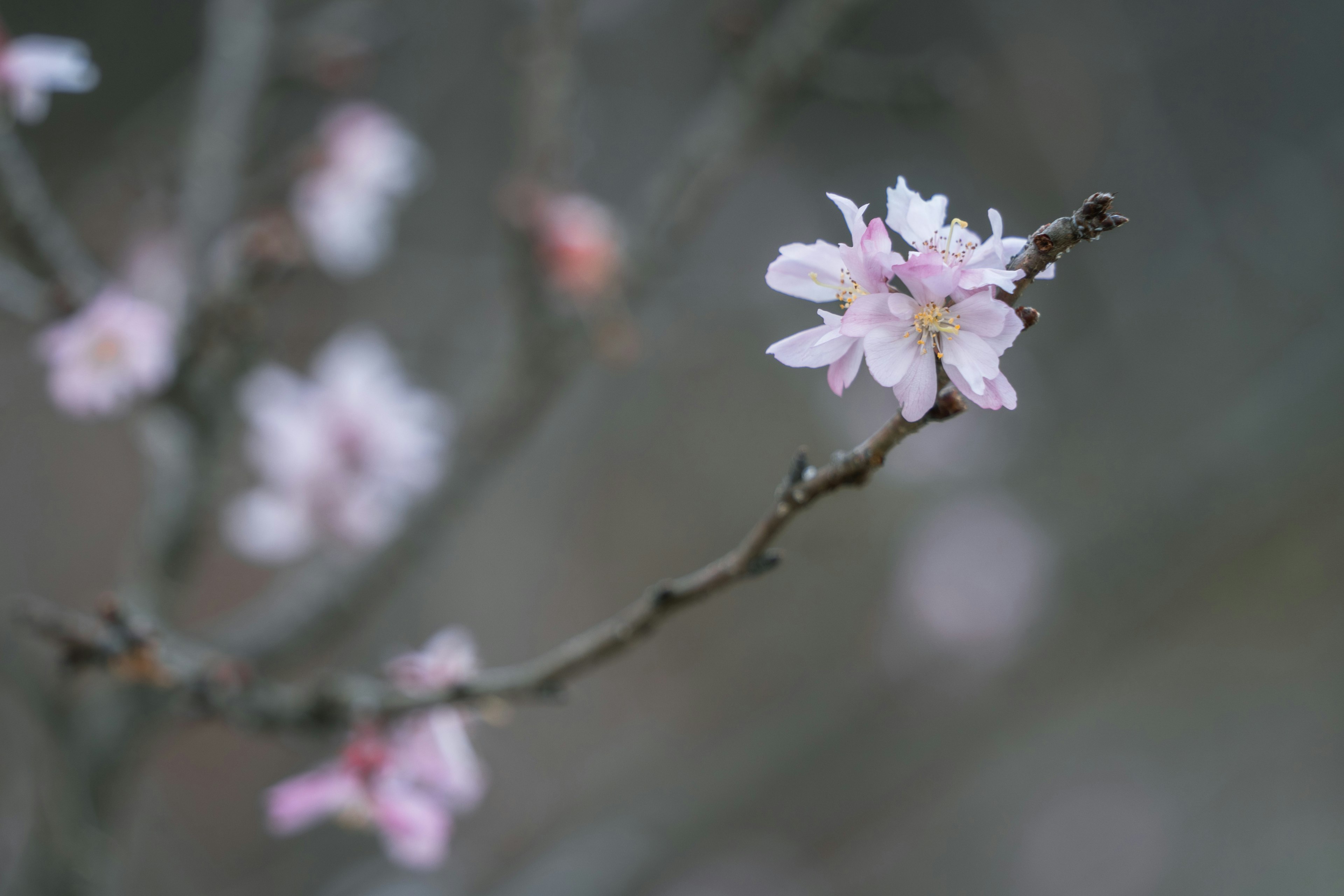 ピンクの花が咲いている木の枝のクローズアップ