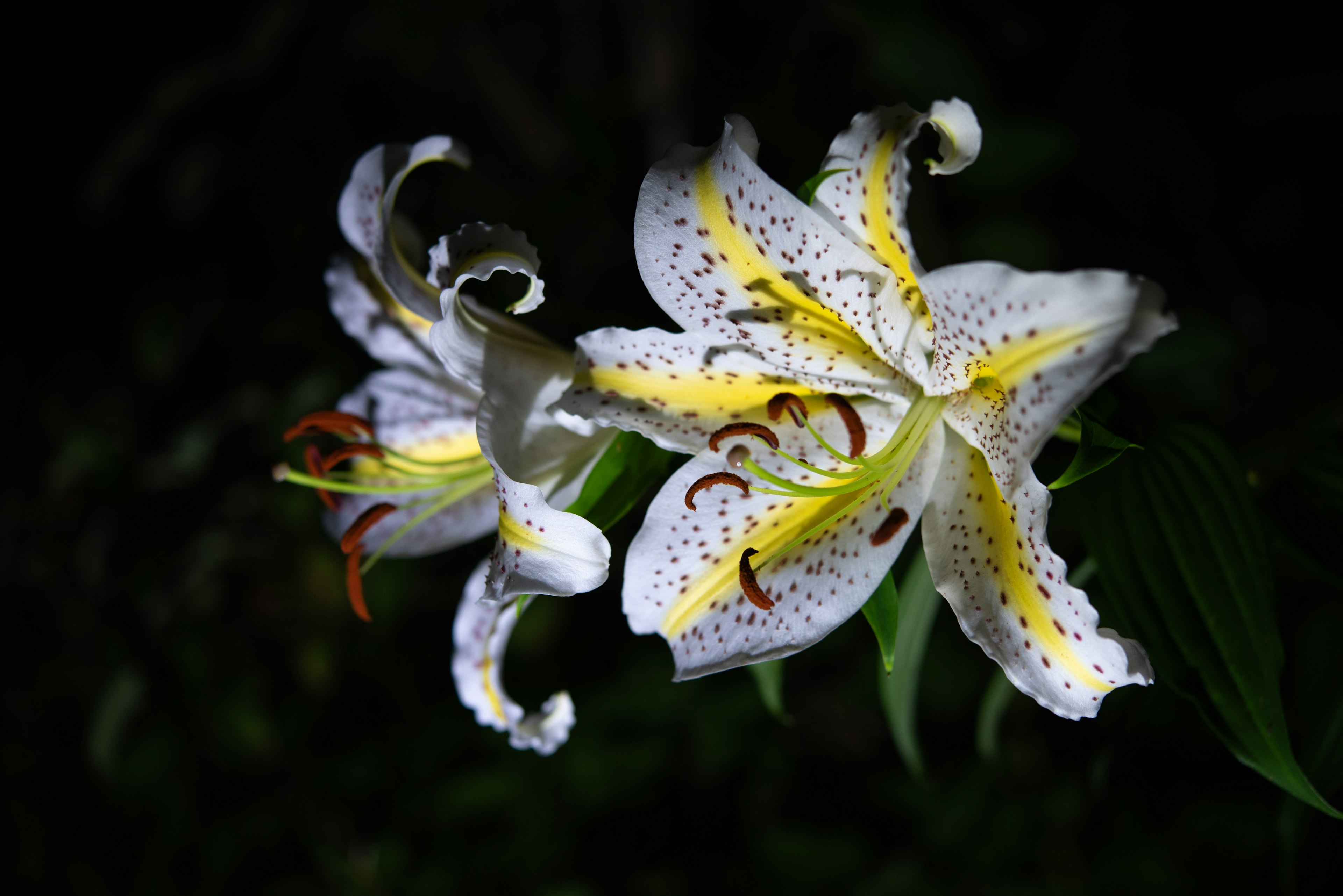 白いユリの花が暗い背景に映える