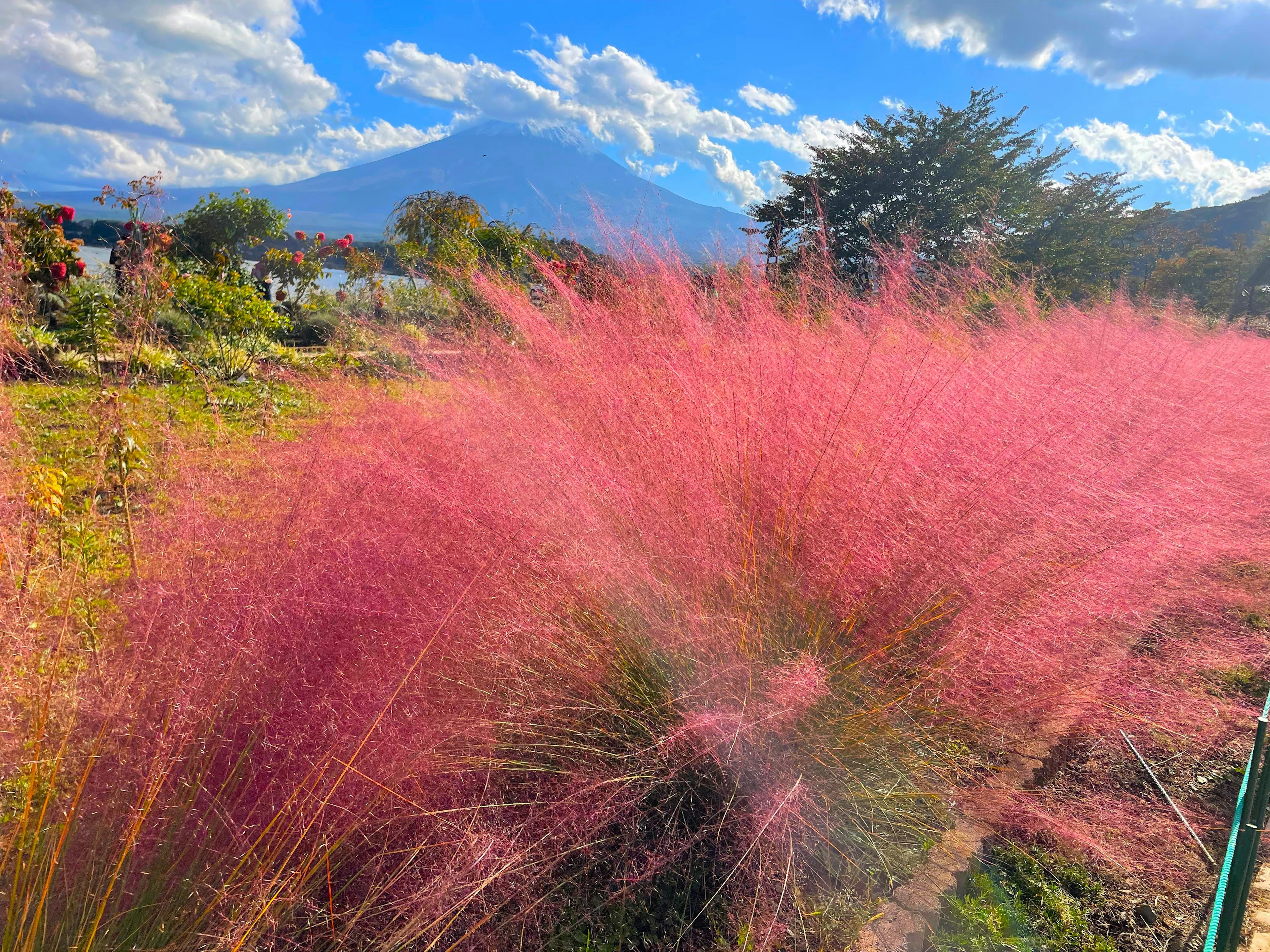 鮮豔的粉紅色草地與美麗的山脈背景及晴朗的藍天