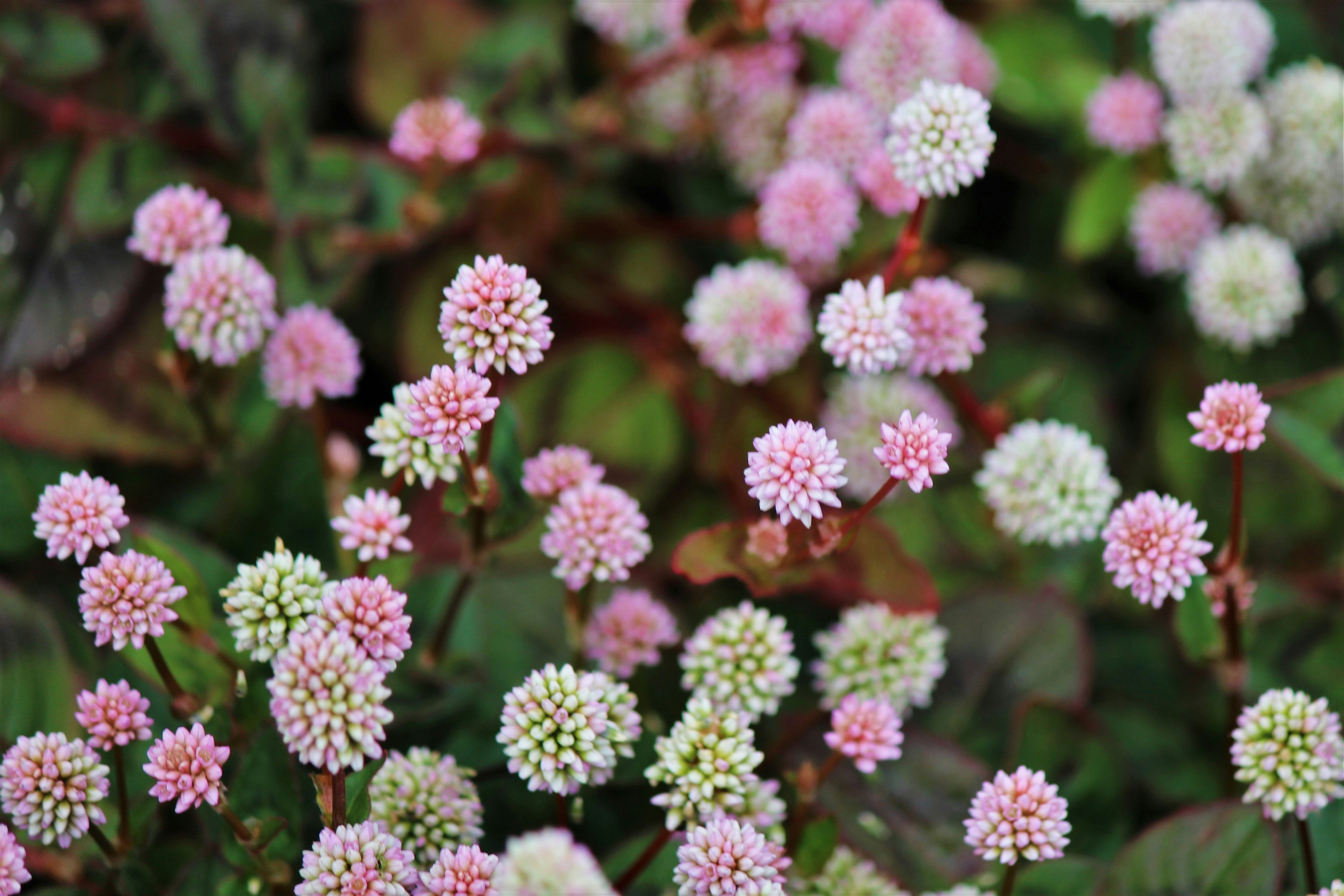 Nahaufnahme von kleinen rosa und weißen Blumen, die auf grünen Pflanzen blühen