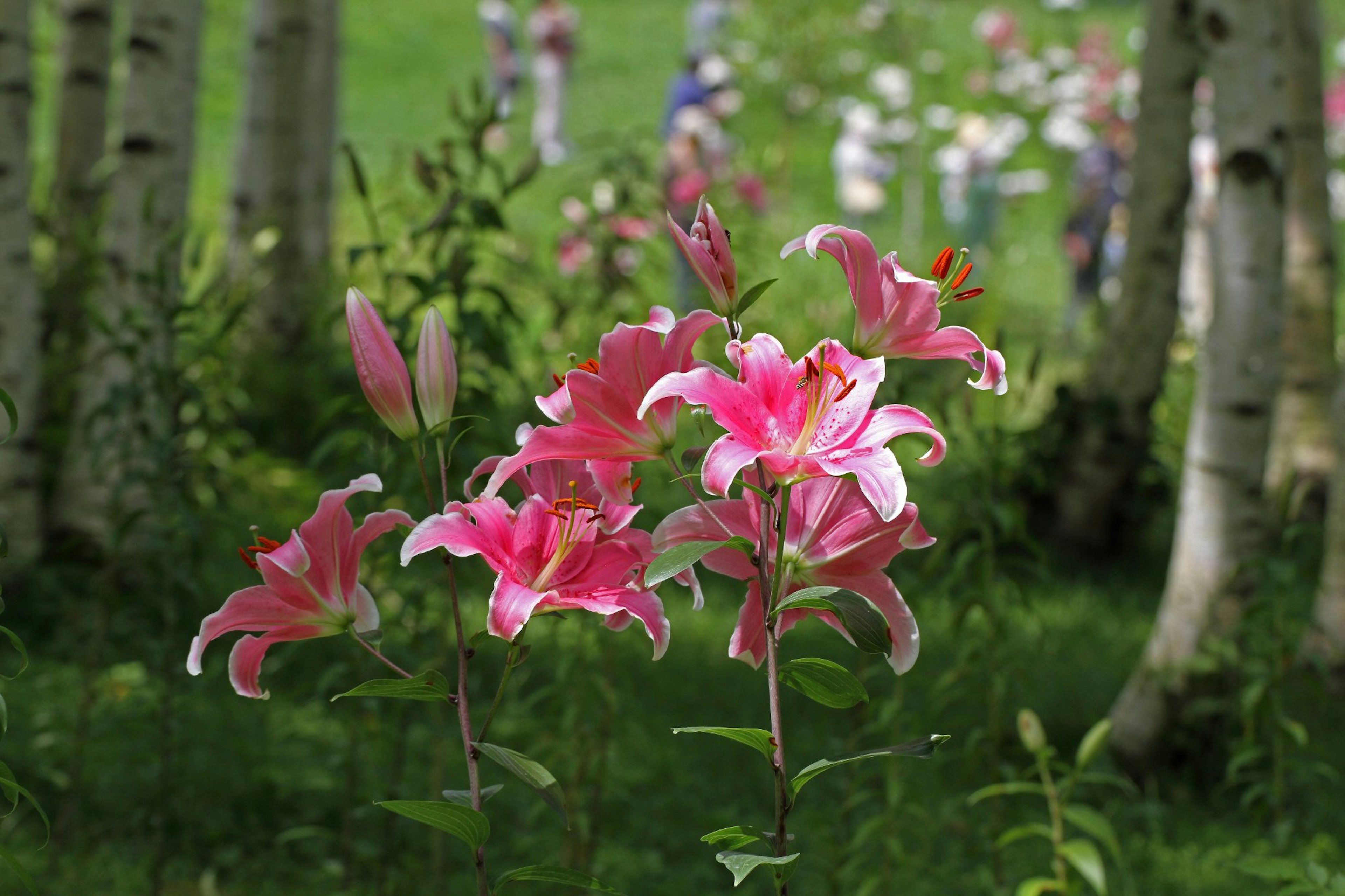 Pink lilies stand out against a green background with colorful flowers