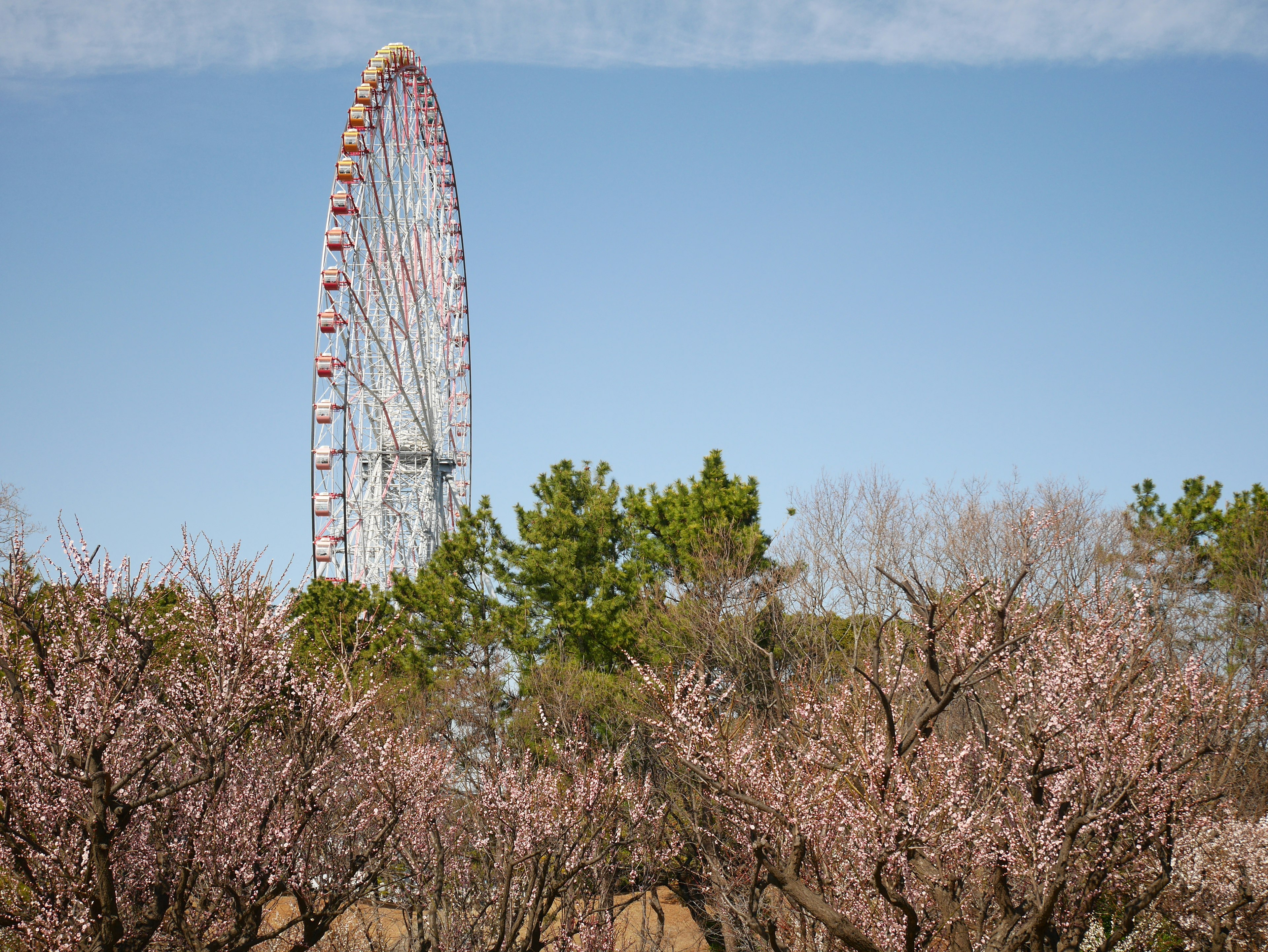 Riesenrad, das unter einem klaren blauen Himmel mit Kirschblütenbäumen ragt