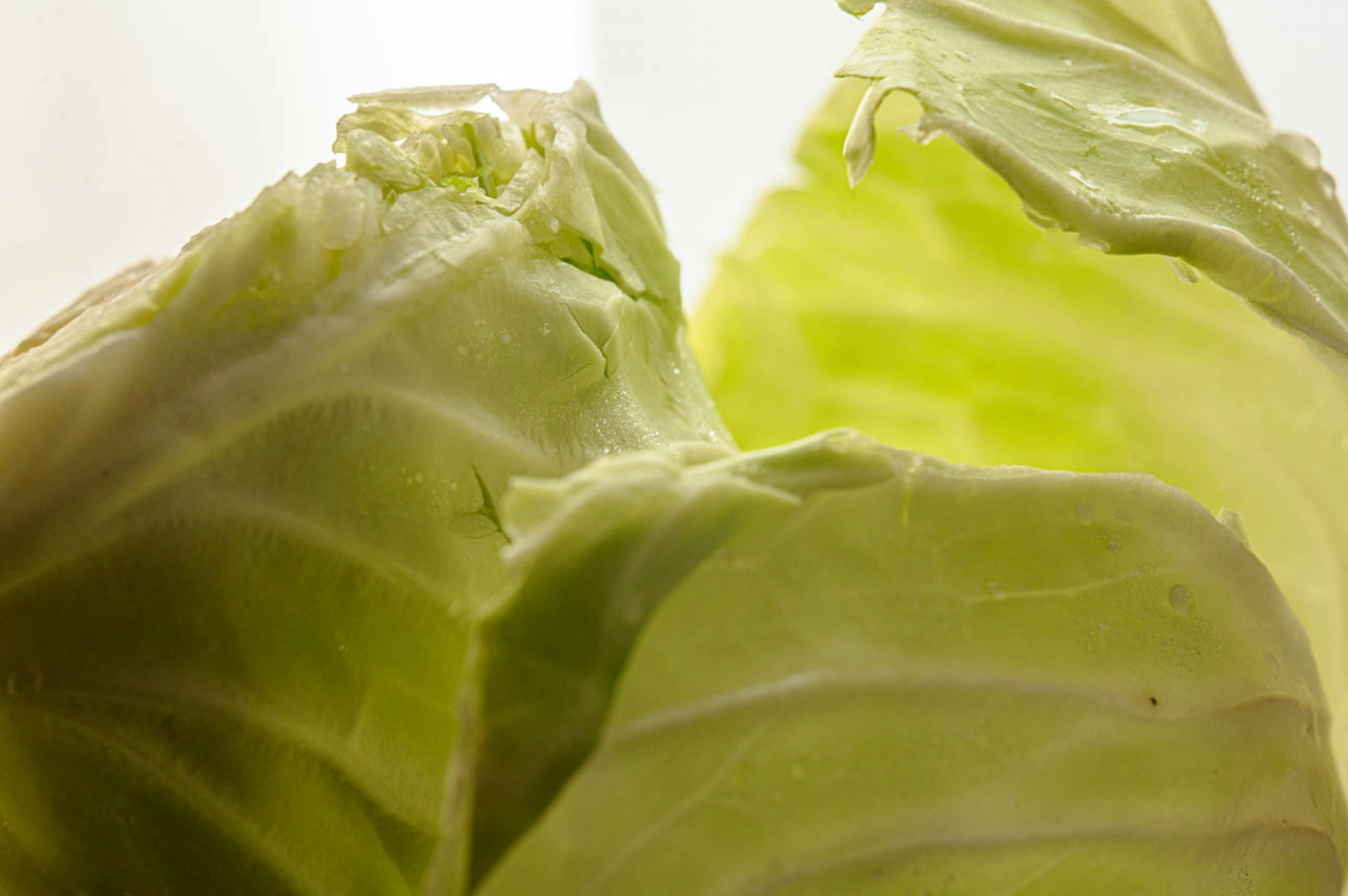 Close-up image of green cabbage highlighting the texture and color of the leaves