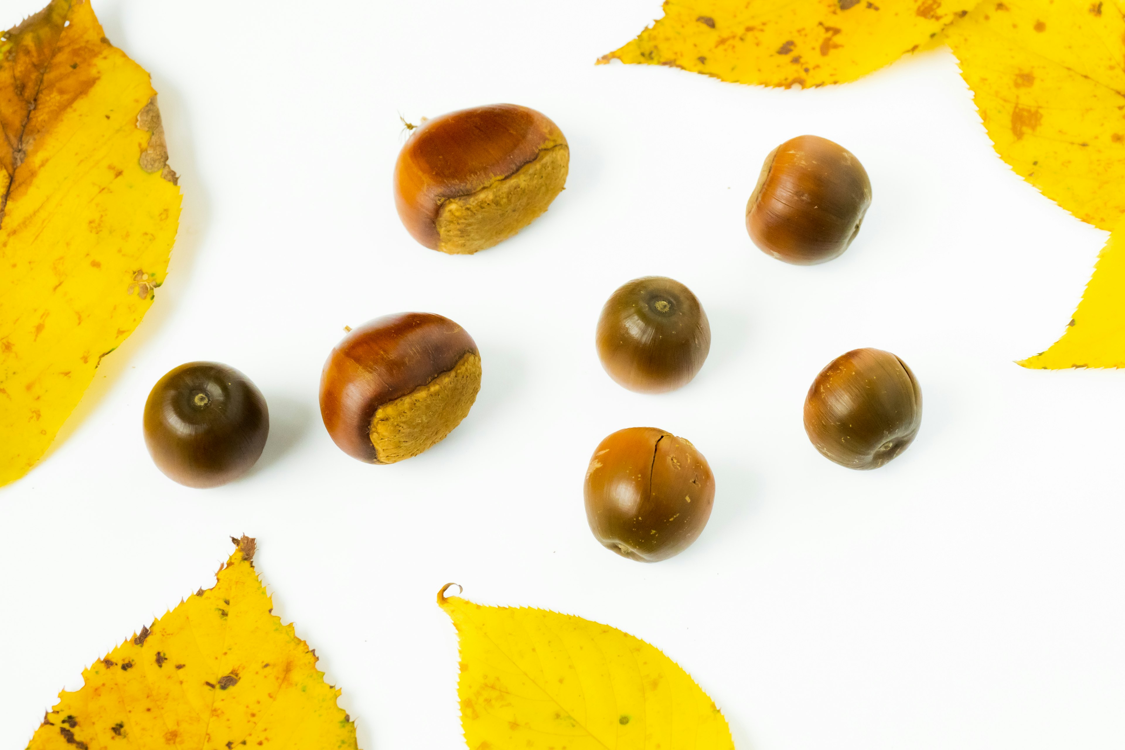 Imagen de hojas de otoño y castañas dispuestas sobre un fondo blanco