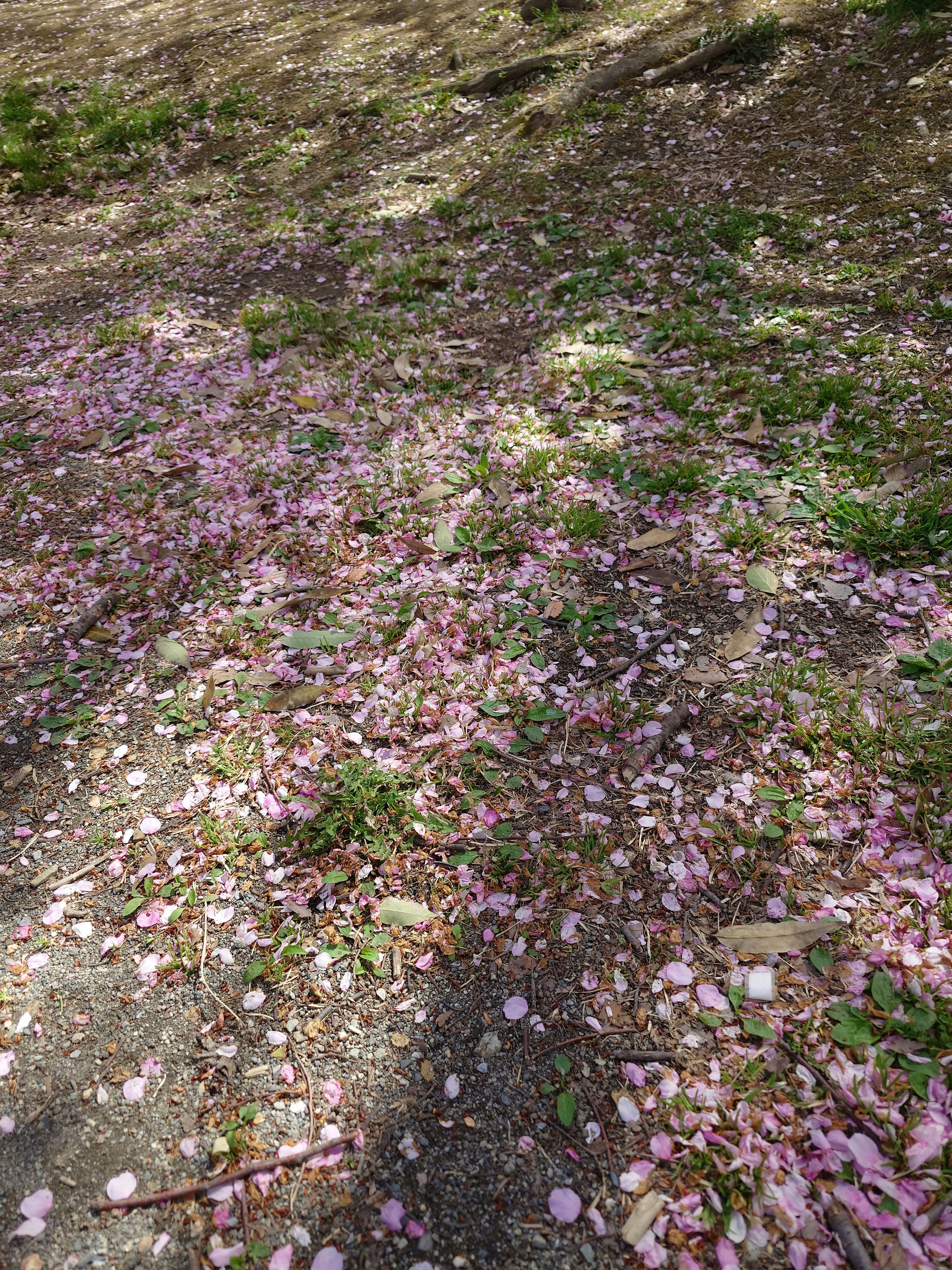 Scattered cherry blossom petals on the ground with green grass