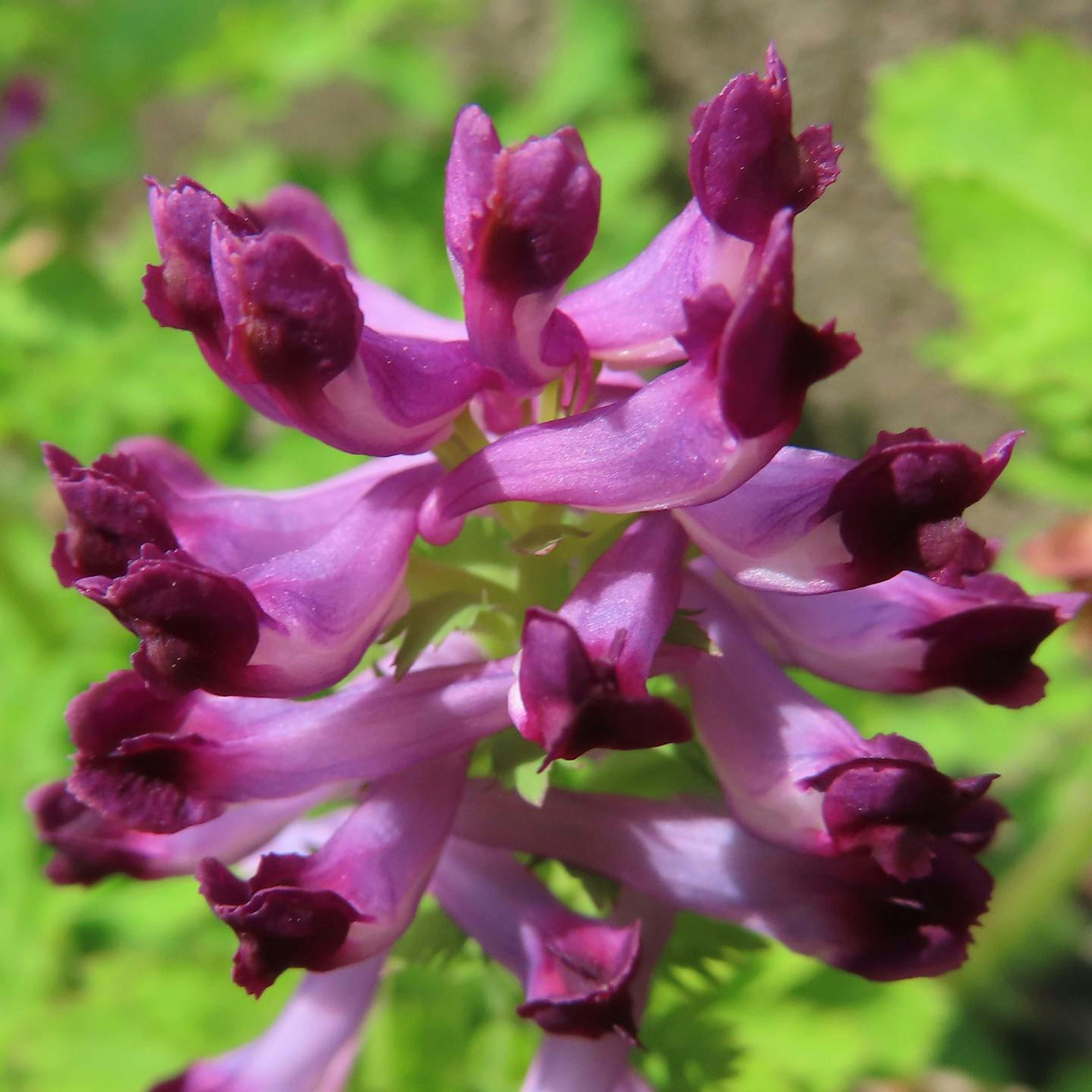 Gros plan d'une plante avec des fleurs violettes distinctives