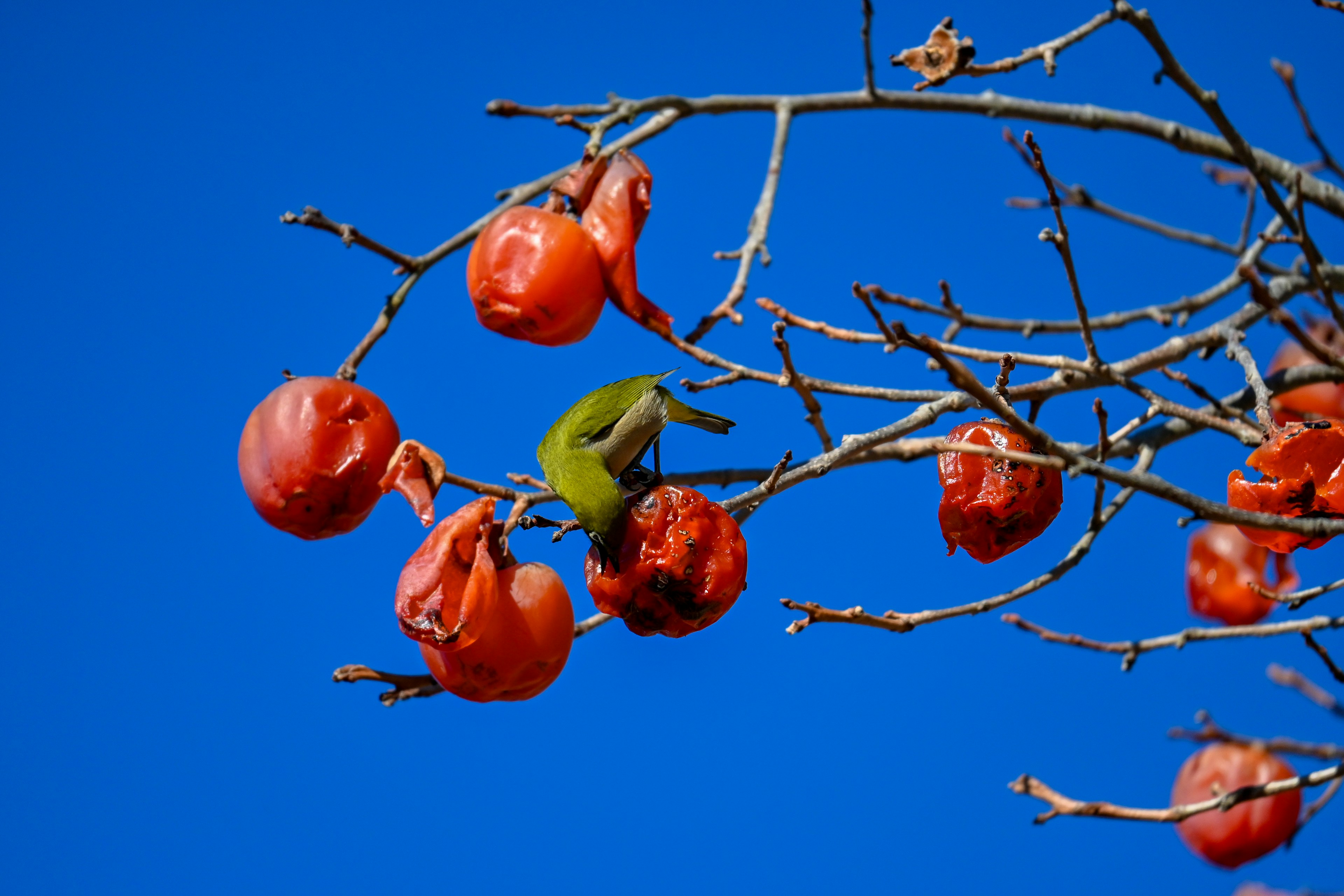 Ein Zweig mit roten Früchten und einem grünen Vogel vor blauem Himmel