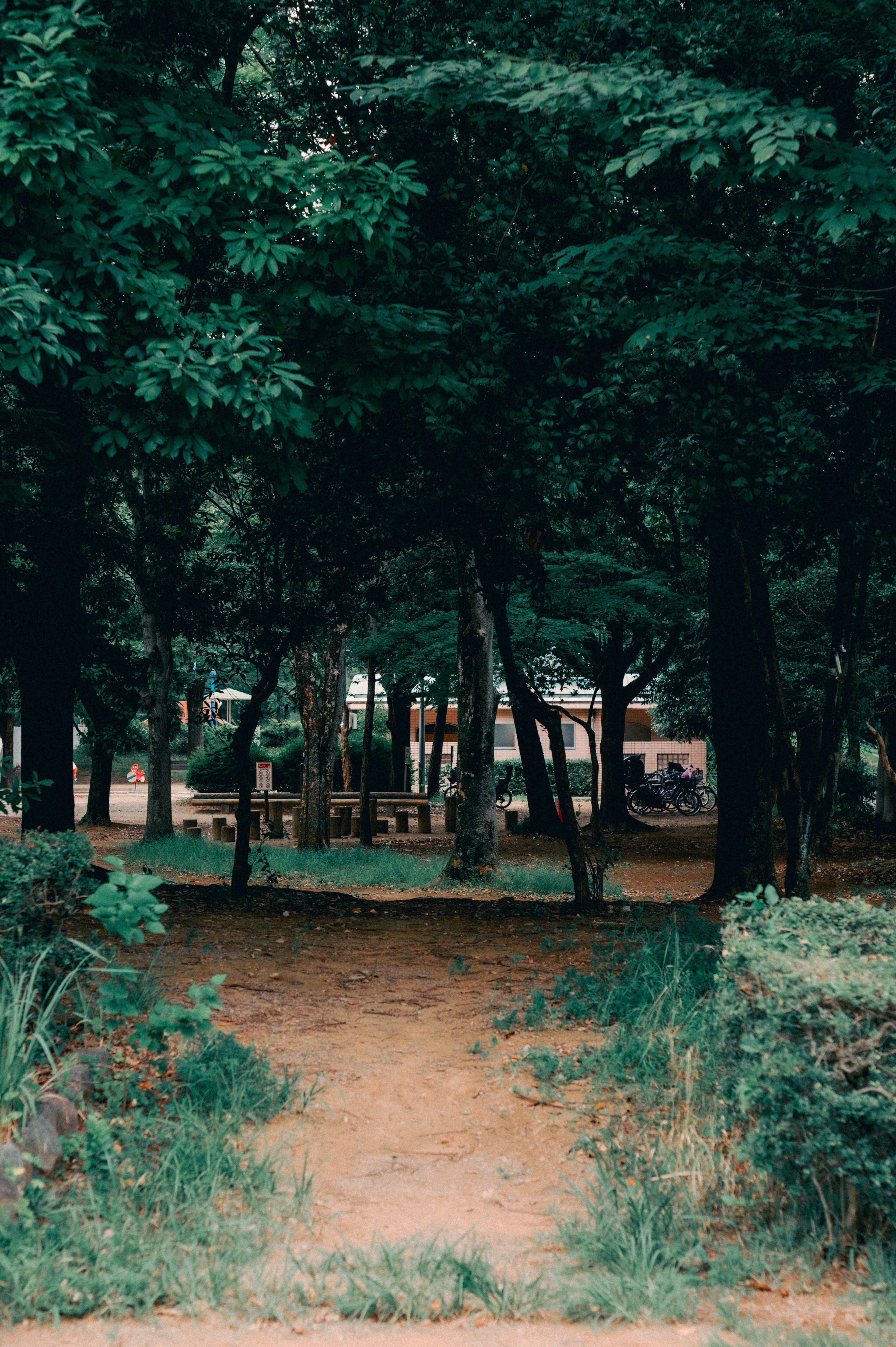 Pathway through a lush green forest with visible benches