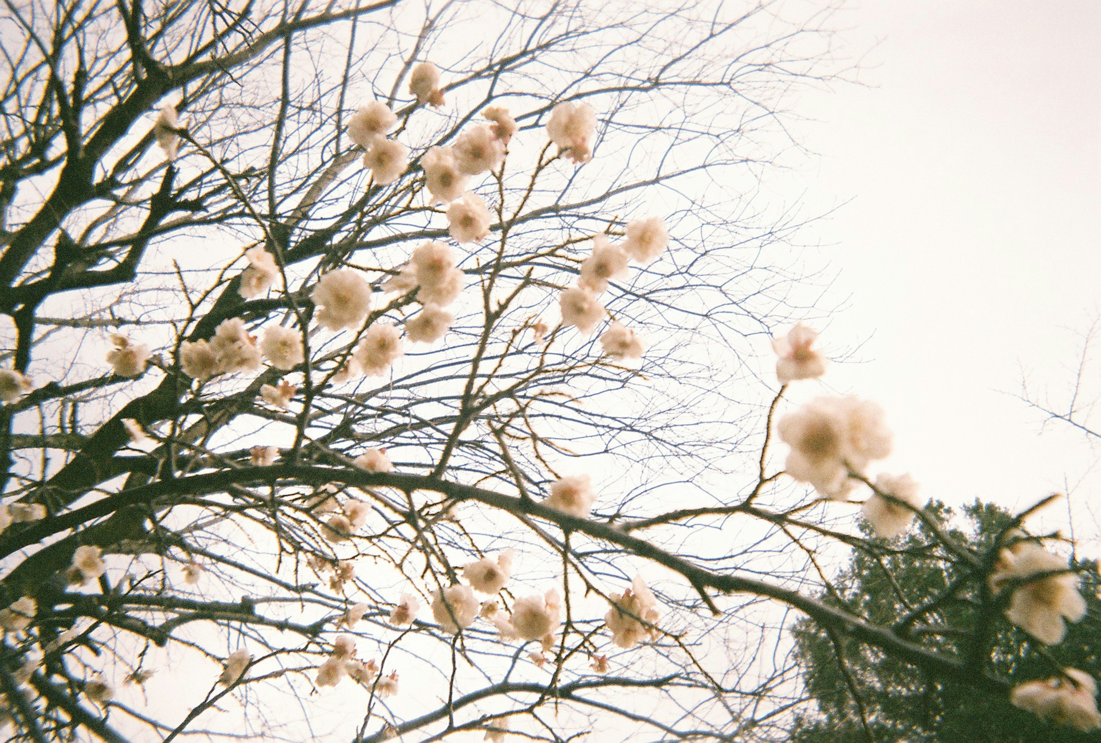 白い花が咲く木の枝と淡い背景