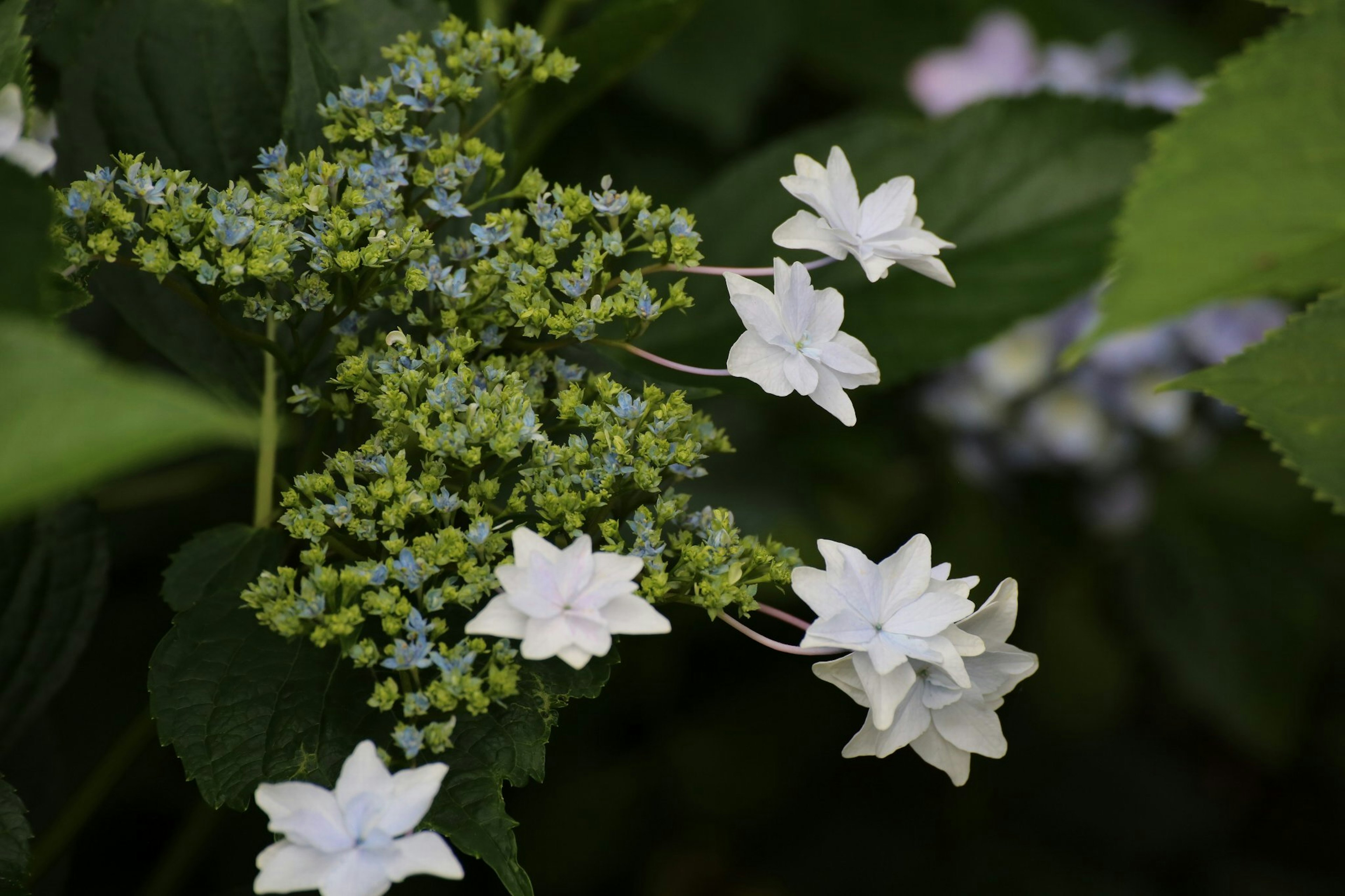 Nahaufnahme von schönen weißen Blüten und grünen Blättern der Hortensie