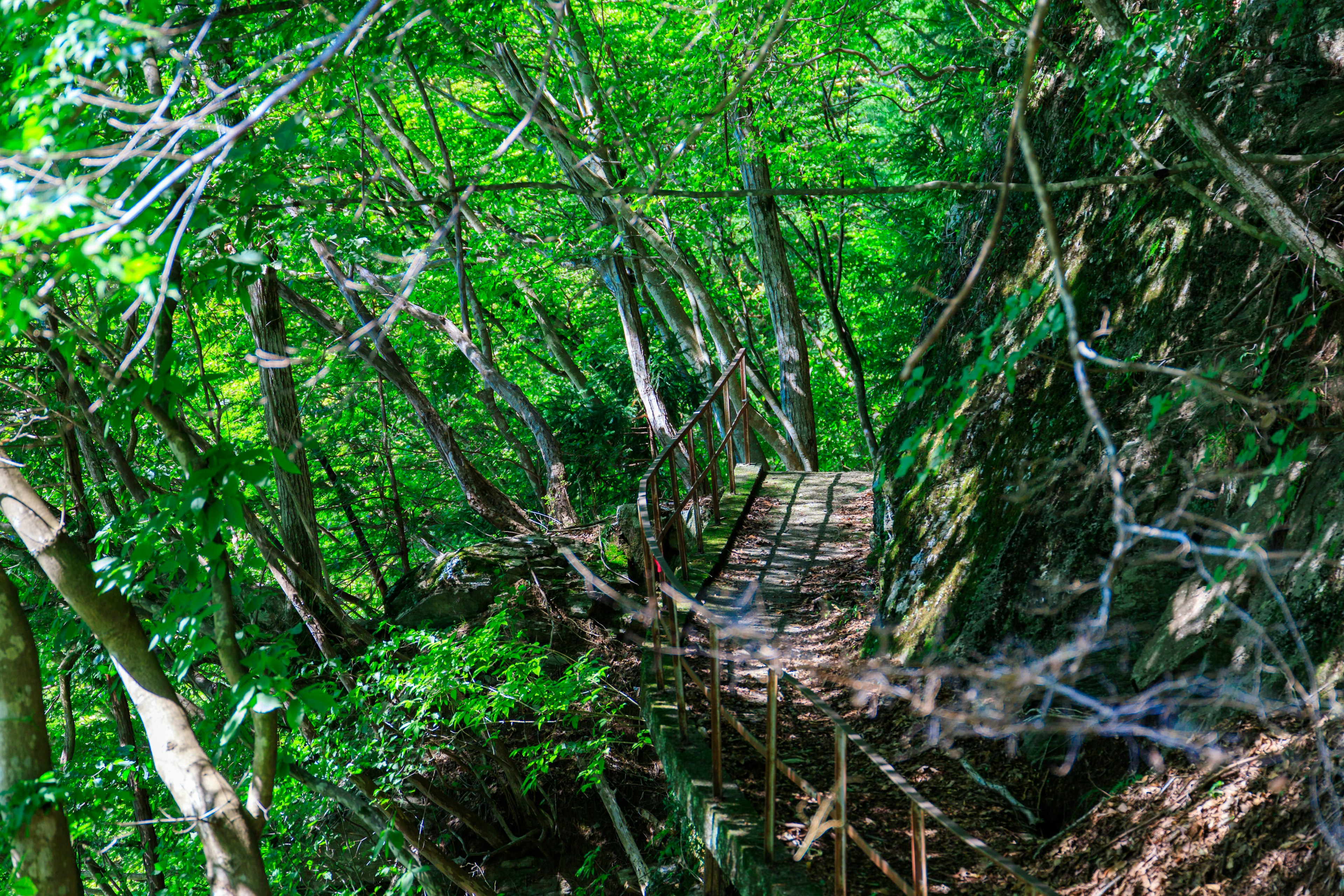 Wooden path surrounded by lush greenery and dense trees