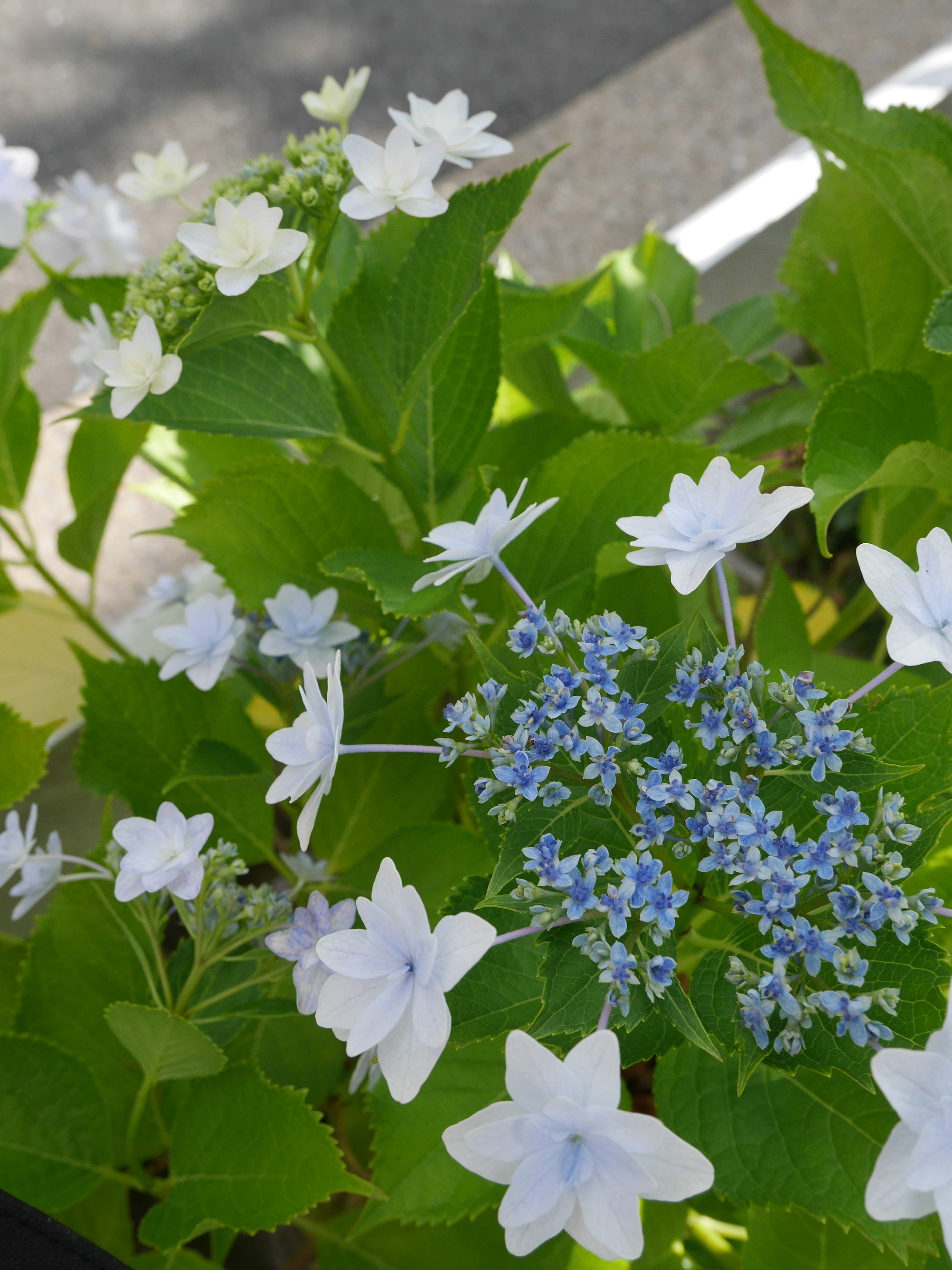 白い花と青い花を持つ美しい植物のクローズアップ