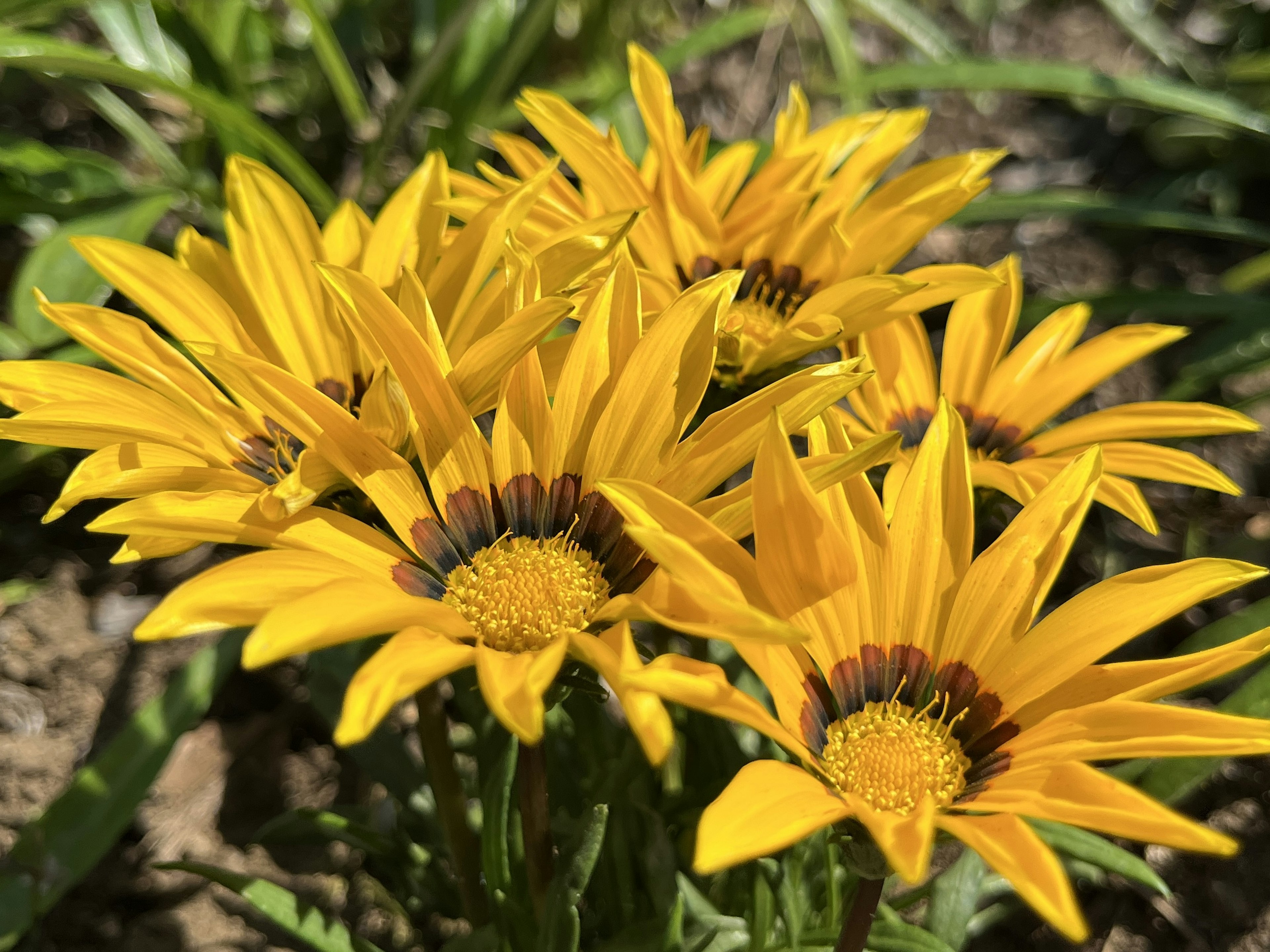 鮮やかな黄色の花々が集まって咲いている