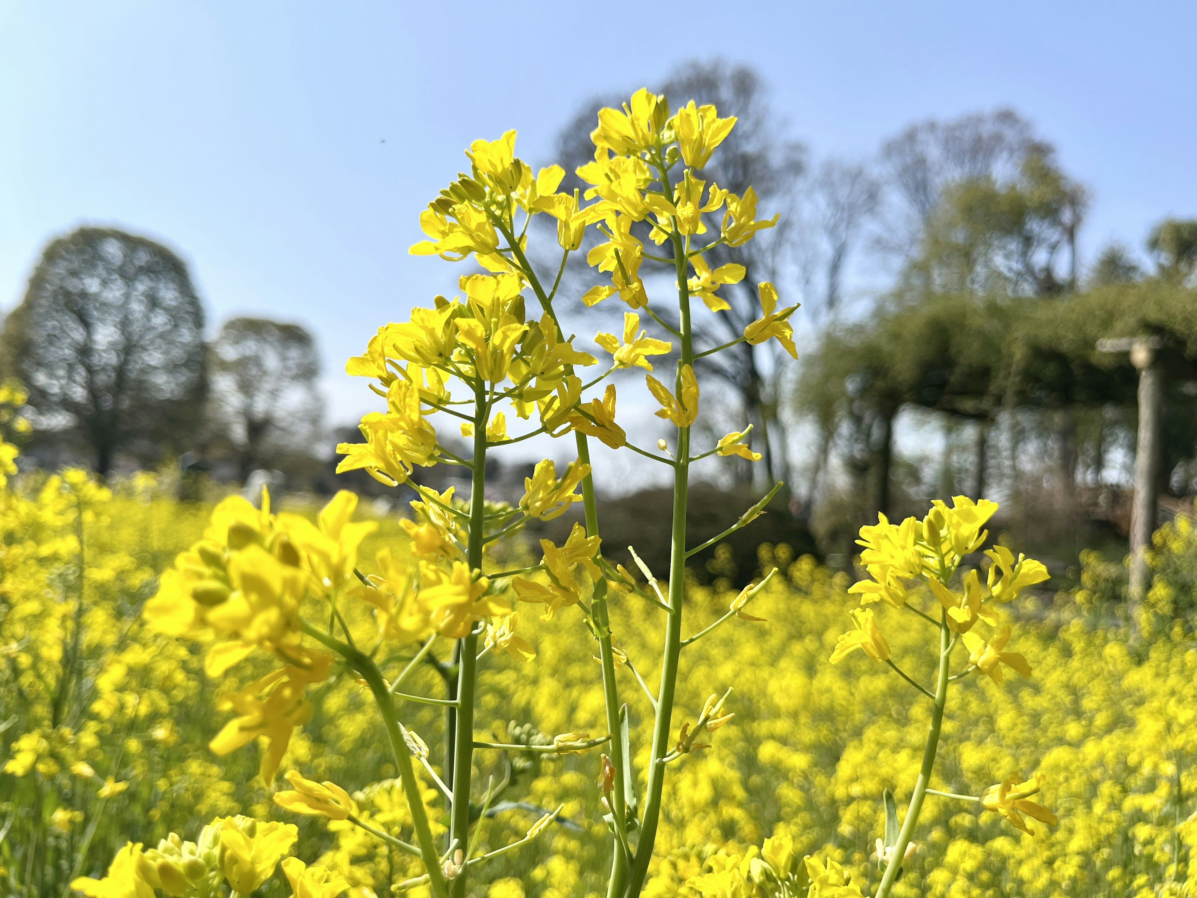 Acercamiento a un campo de flores de colza amarillas brillantes